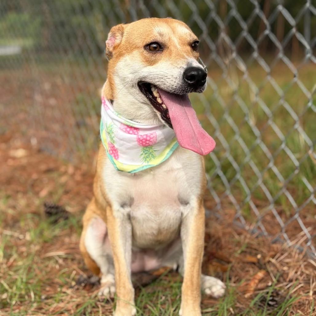 Enlarge Puptart, a Adoptable Mixed Breed in Lufkin, TX image 4/6