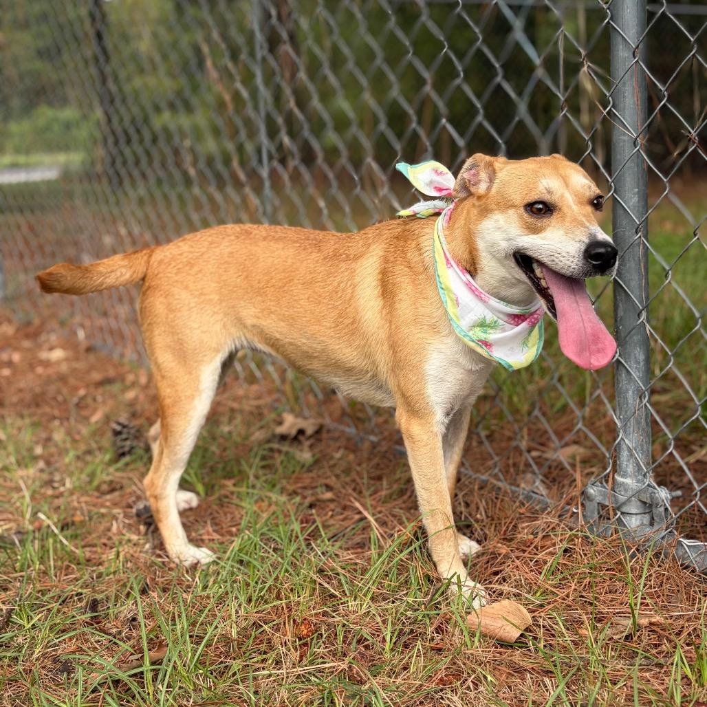 Enlarge Puptart, a Adoptable Mixed Breed in Lufkin, TX image 5/6