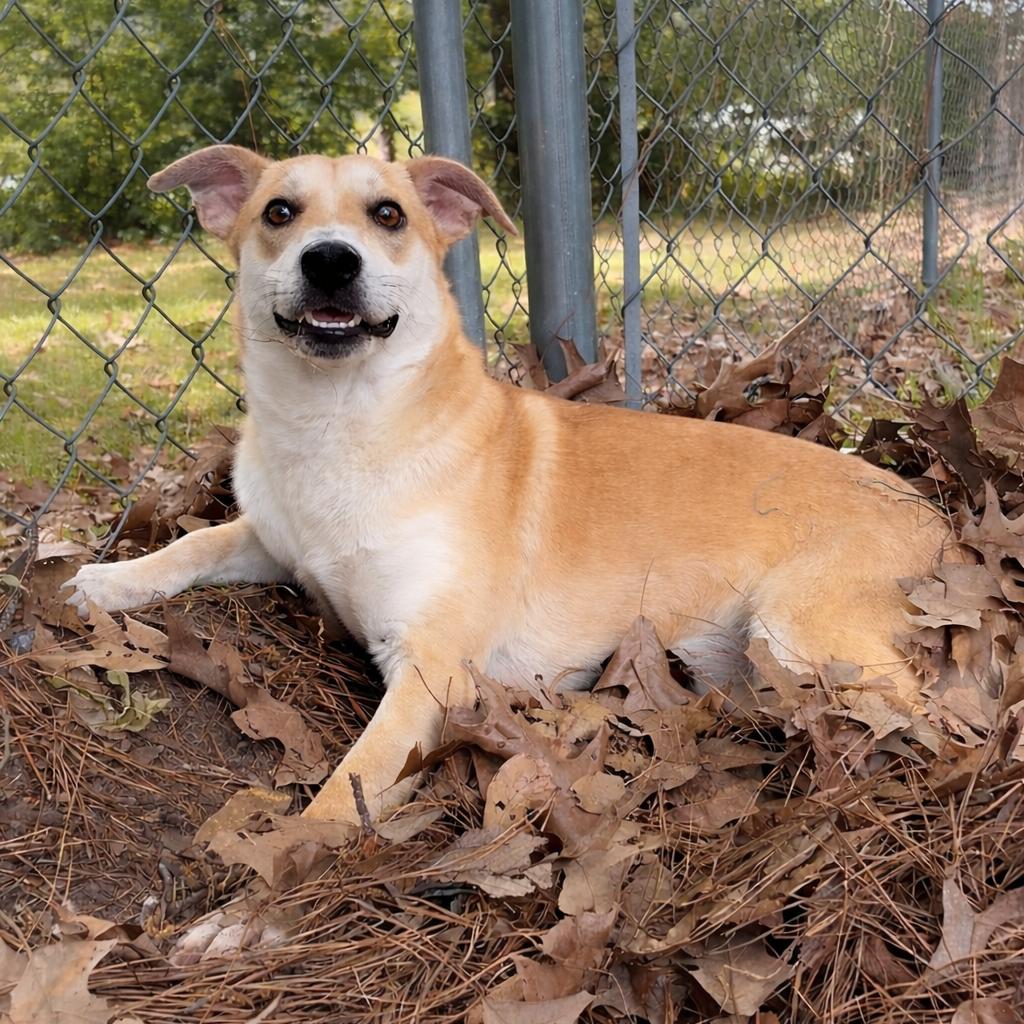 Enlarge Puptart, a Adoptable Mixed Breed in Lufkin, TX image 6/6