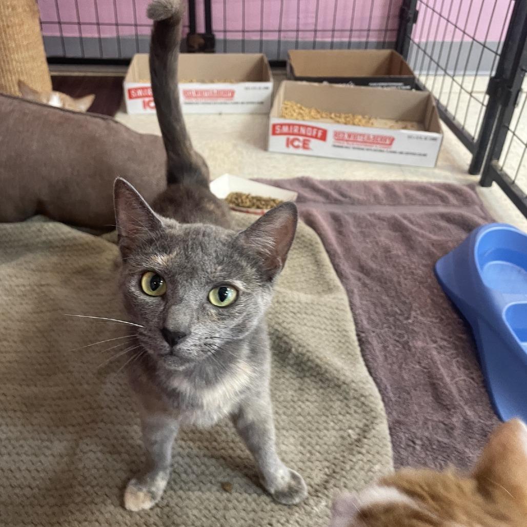 Sylvia, a Adoptable Domestic Short Hair in Branson, MO image 2/6