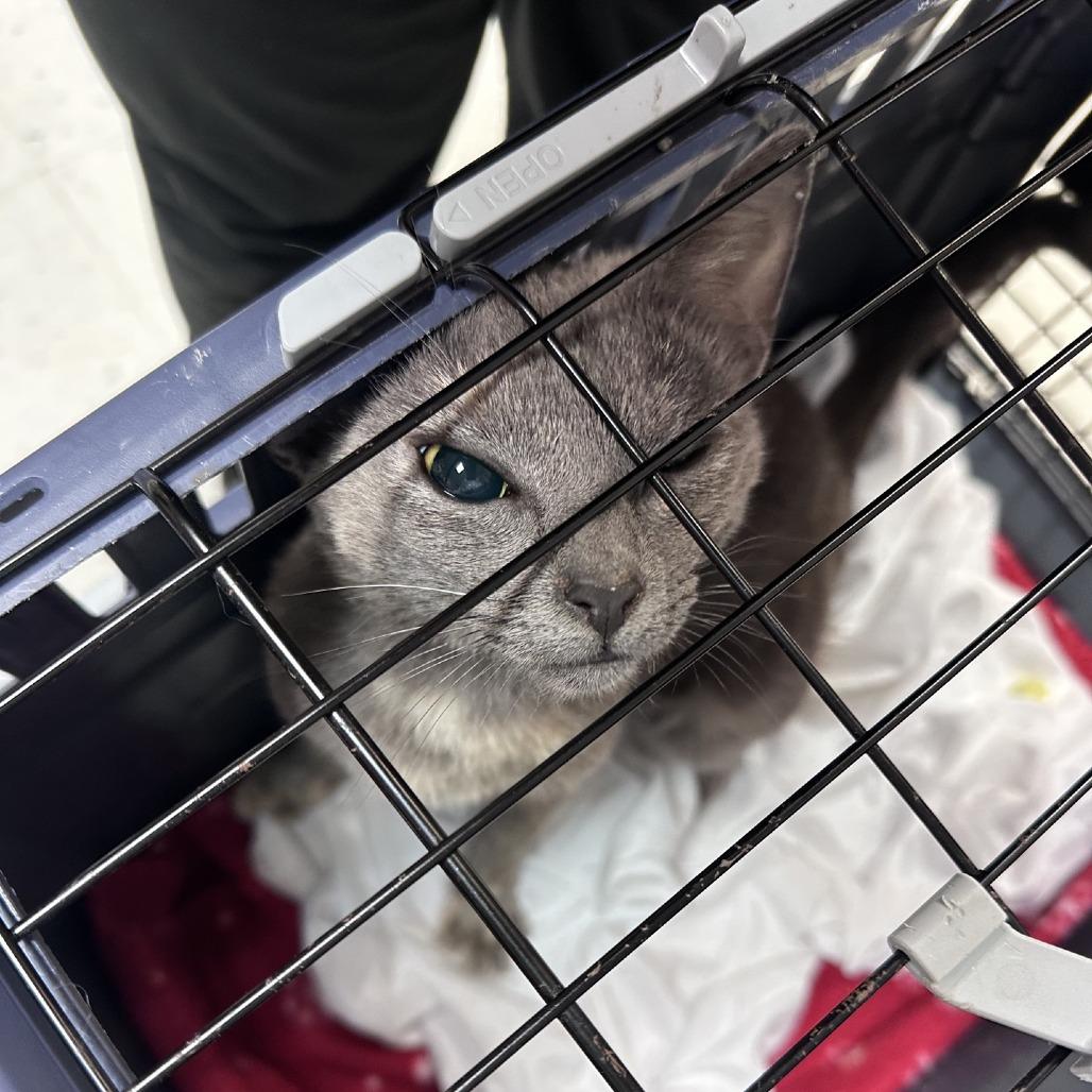 Sylvia, a Adoptable Domestic Short Hair in Branson, MO image 4/6