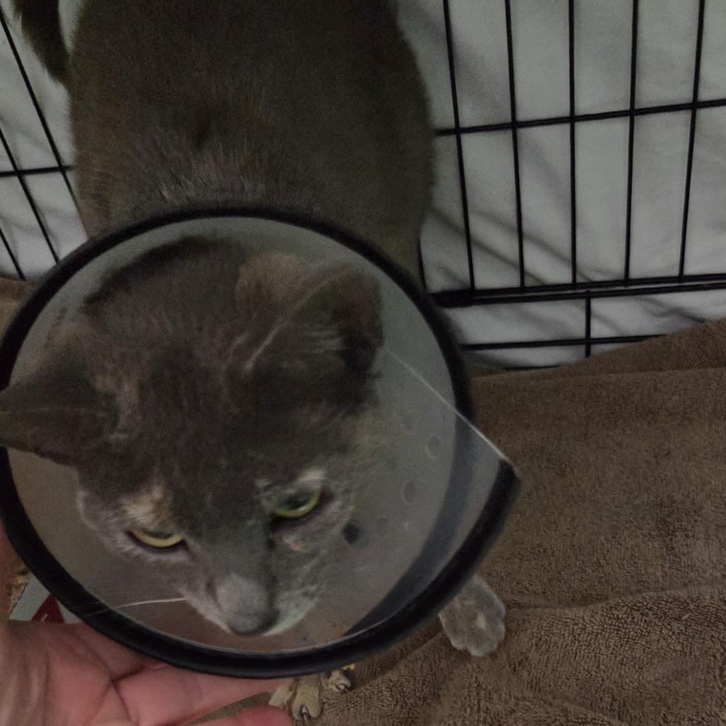 Sylvia, a Adoptable Domestic Short Hair in Branson, MO image 6/6
