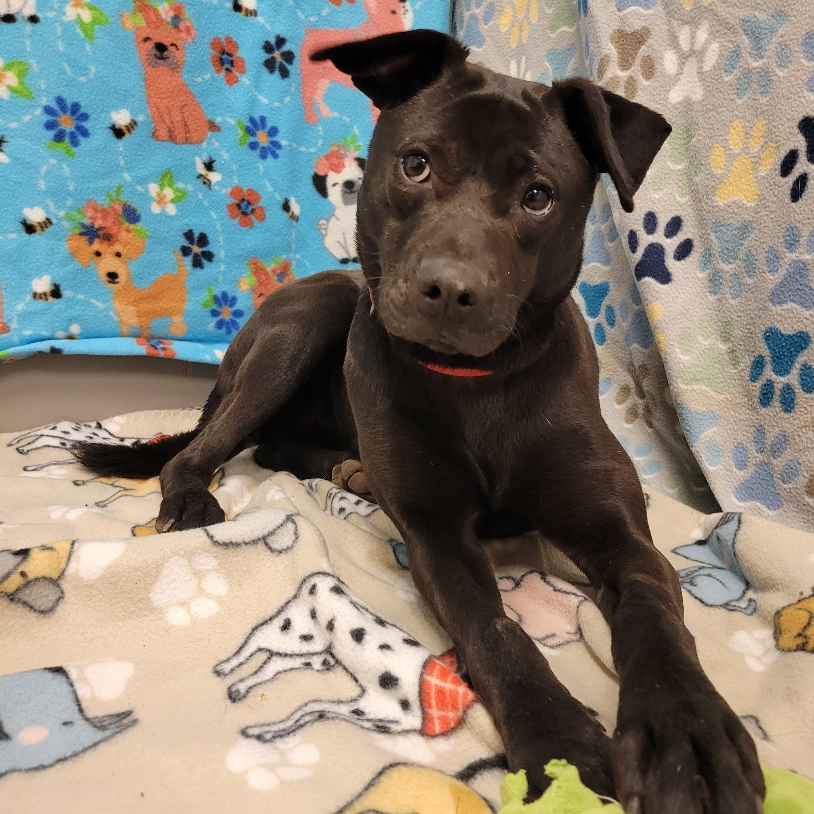 Enlarge Olive, a ADOPTABLE mixed breed in ALPINE, TX image 2/6