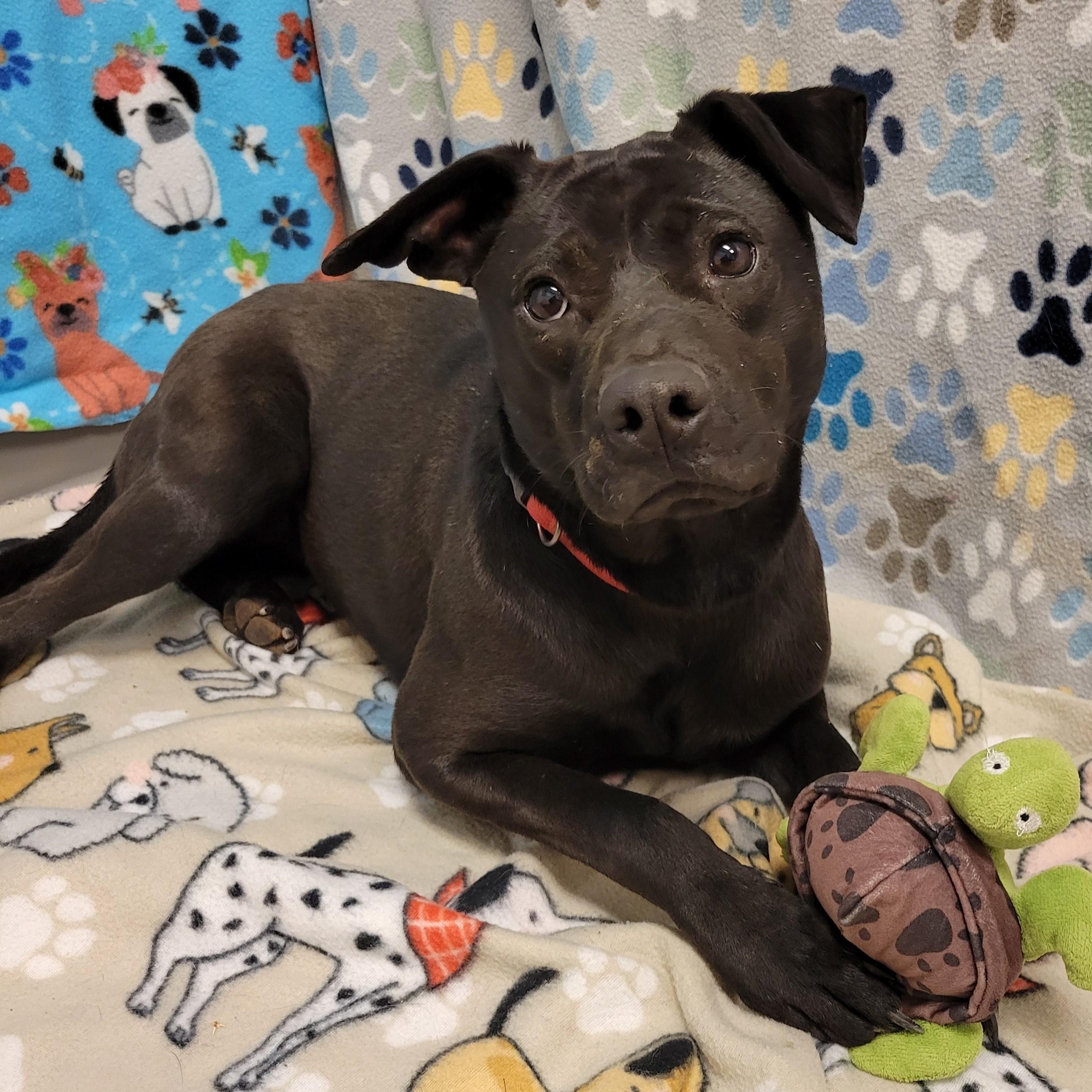 Enlarge Olive, a ADOPTABLE mixed breed in ALPINE, TX image 3/6