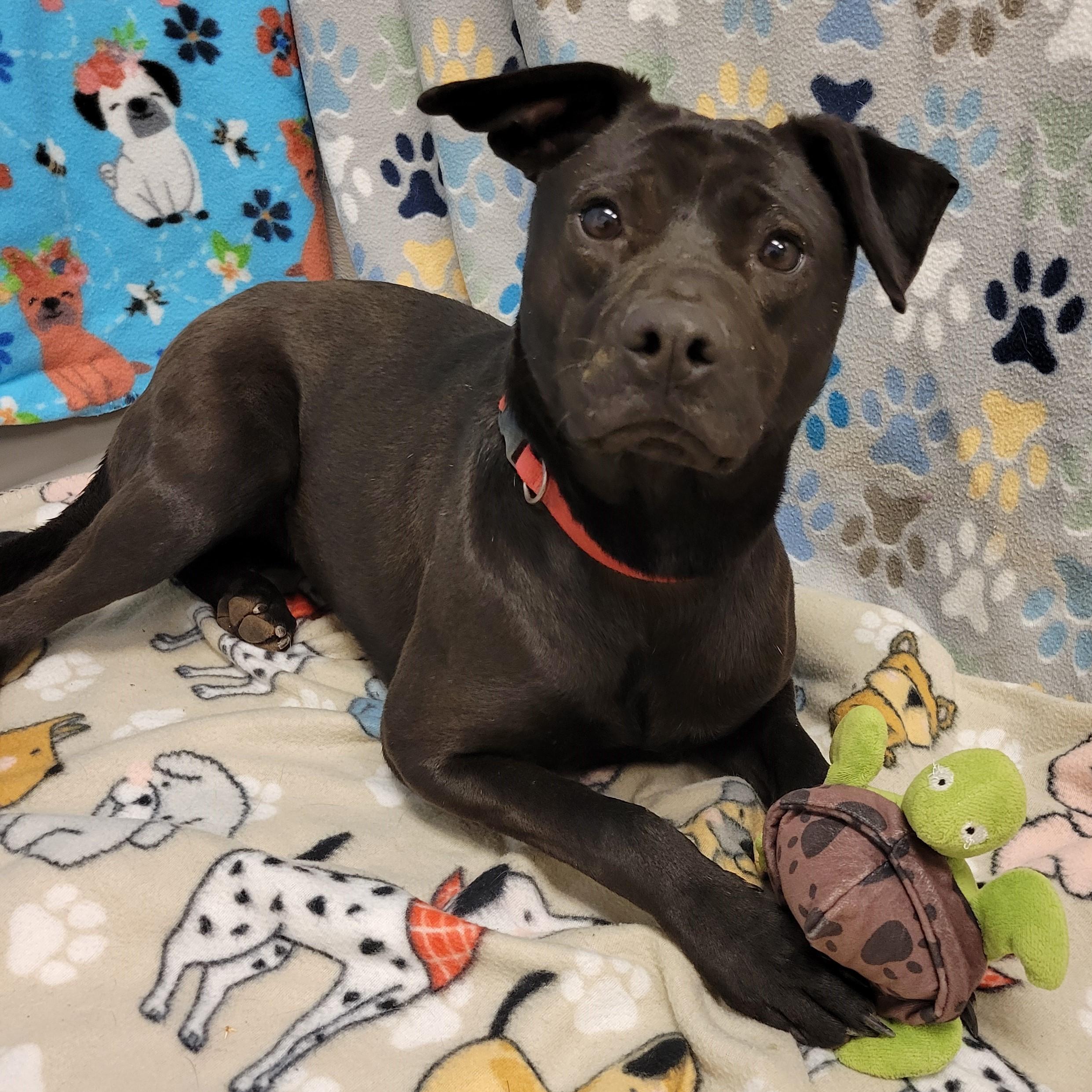 Enlarge Olive, a ADOPTABLE mixed breed in ALPINE, TX image 4/6