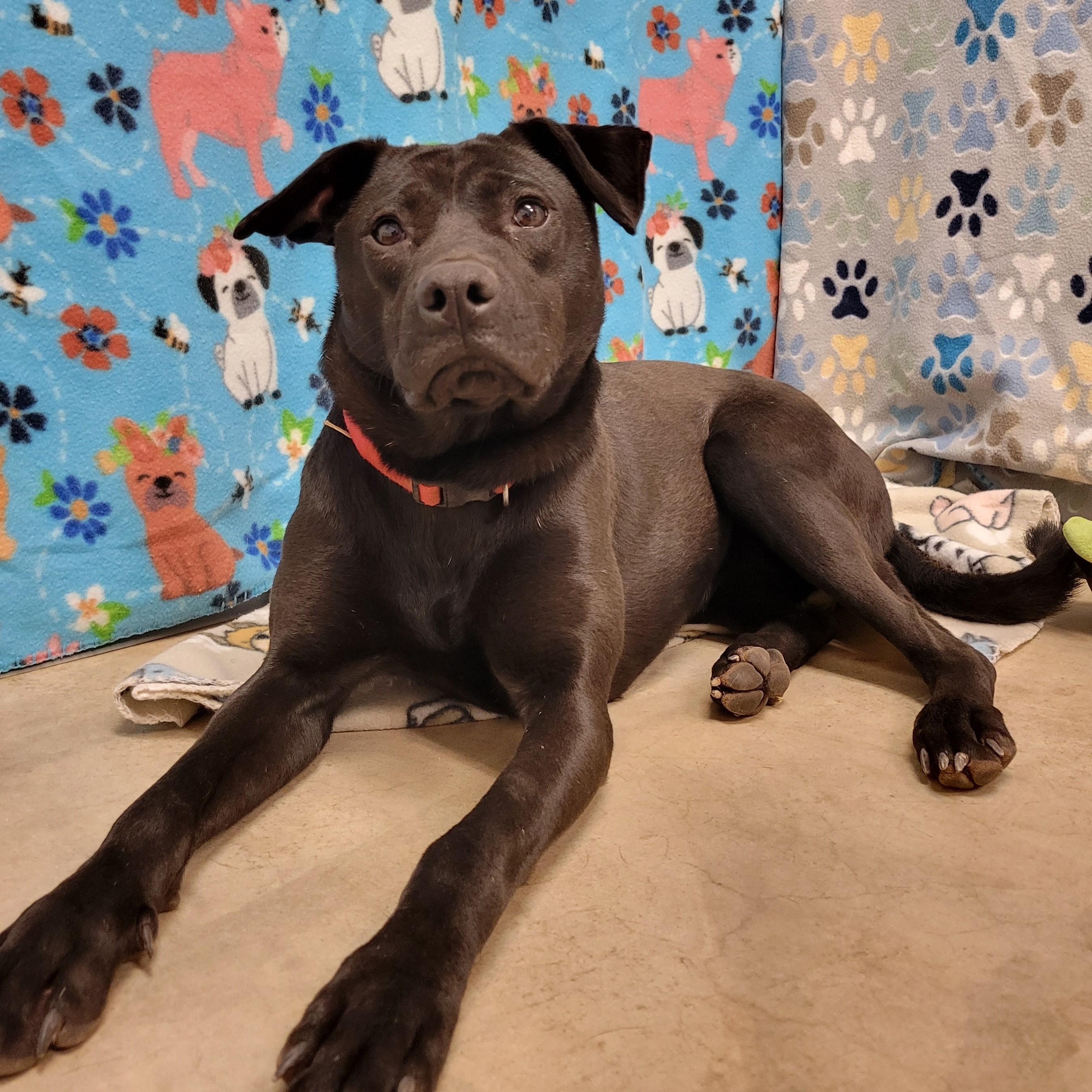 Enlarge Olive, a ADOPTABLE mixed breed in ALPINE, TX image 5/6