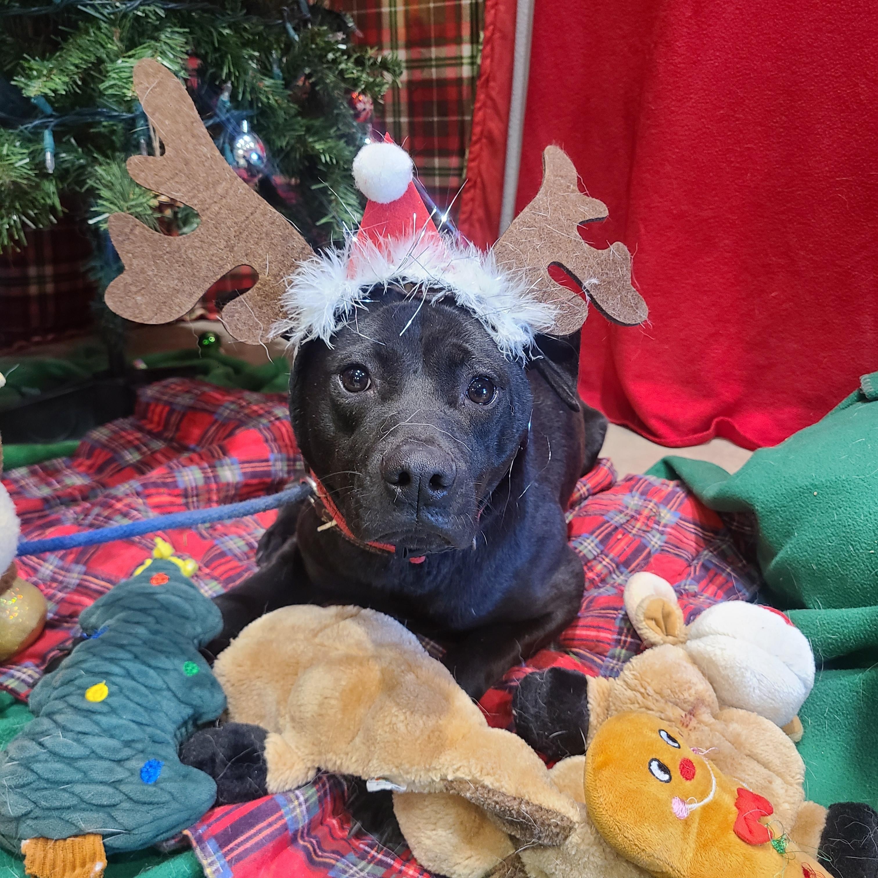 Enlarge Olive, a ADOPTABLE mixed breed in ALPINE, TX image 1/6