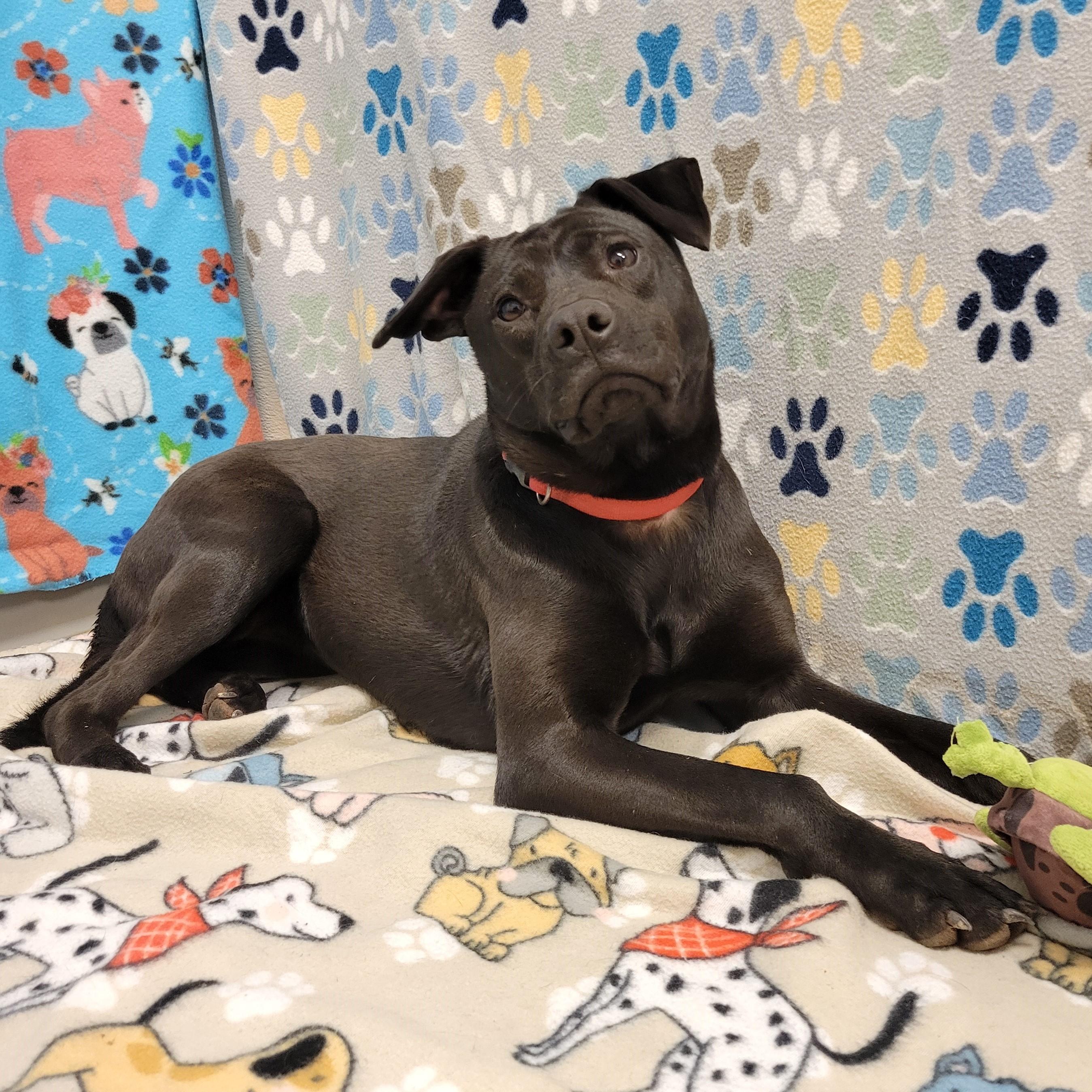 Enlarge Olive, a ADOPTABLE mixed breed in ALPINE, TX image 6/6