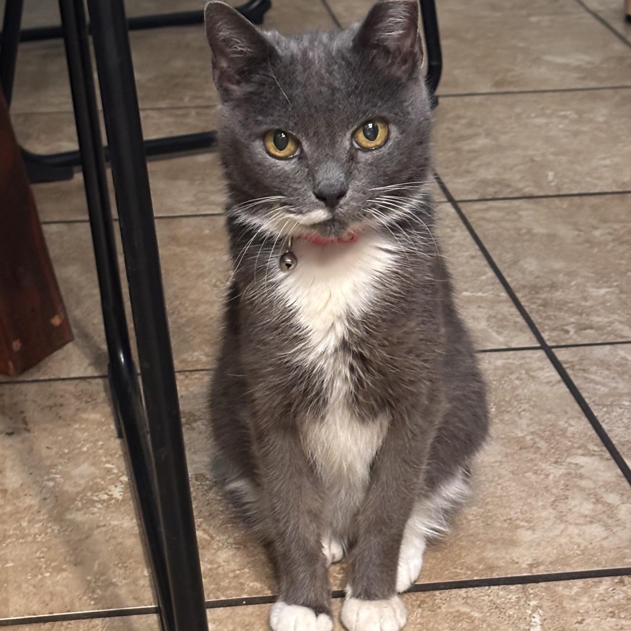 Enlarge Tess, a Adoptable Domestic Short Hair in Santa Ana, CA image 3/6