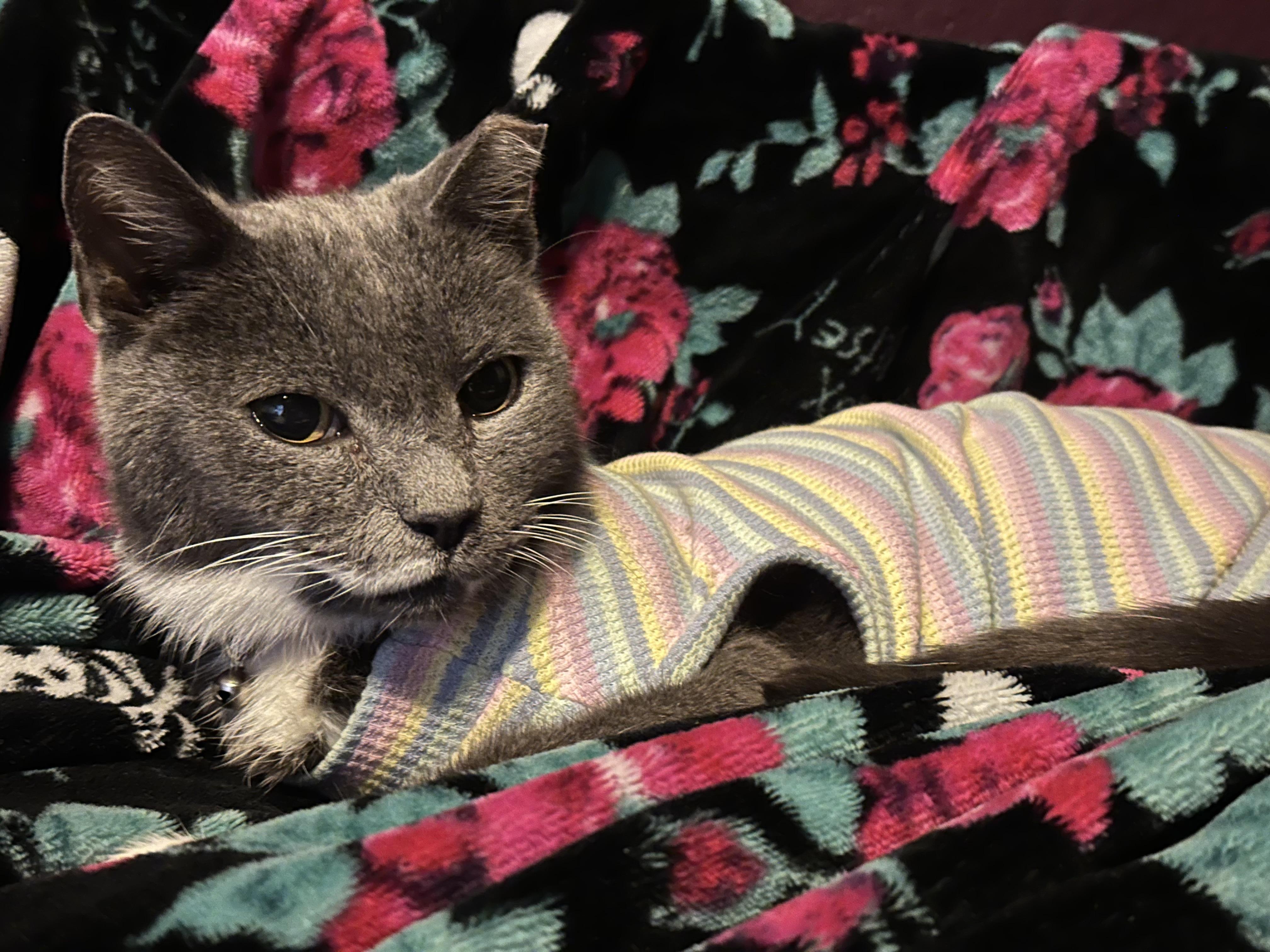 Enlarge Tess, a Adoptable Domestic Short Hair in Santa Ana, CA image 4/6