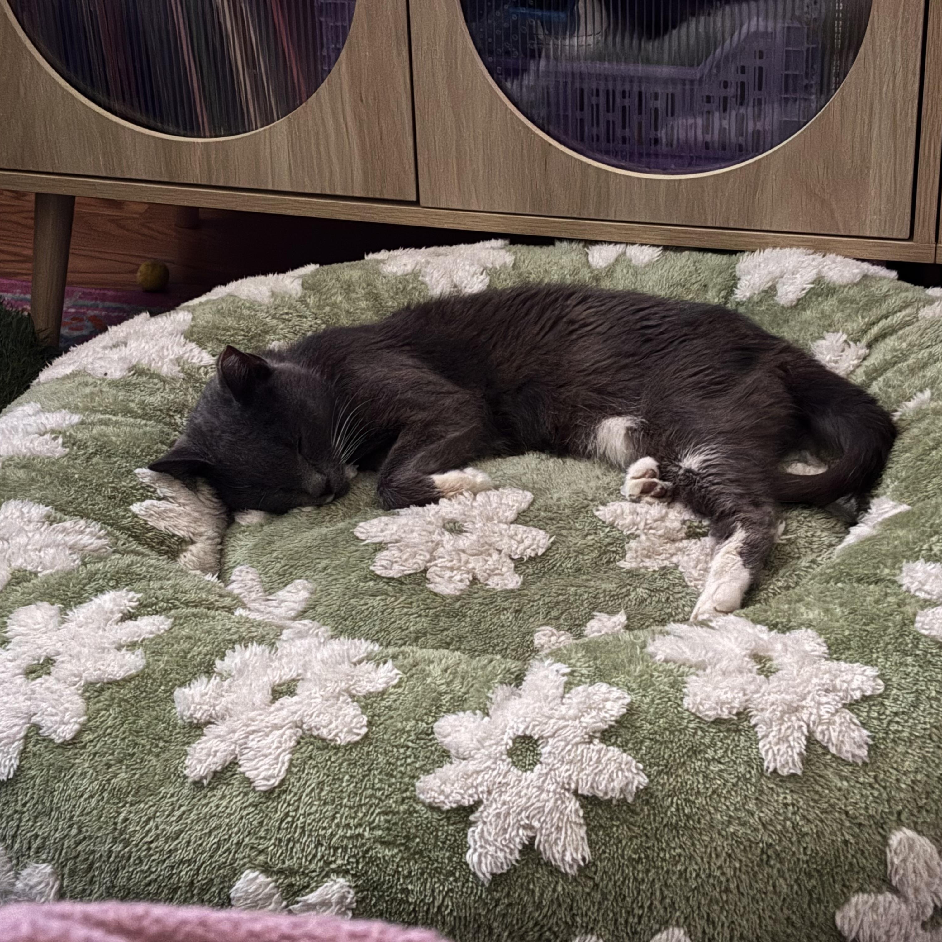 Enlarge Tess, a Adoptable Domestic Short Hair in Santa Ana, CA image 2/6