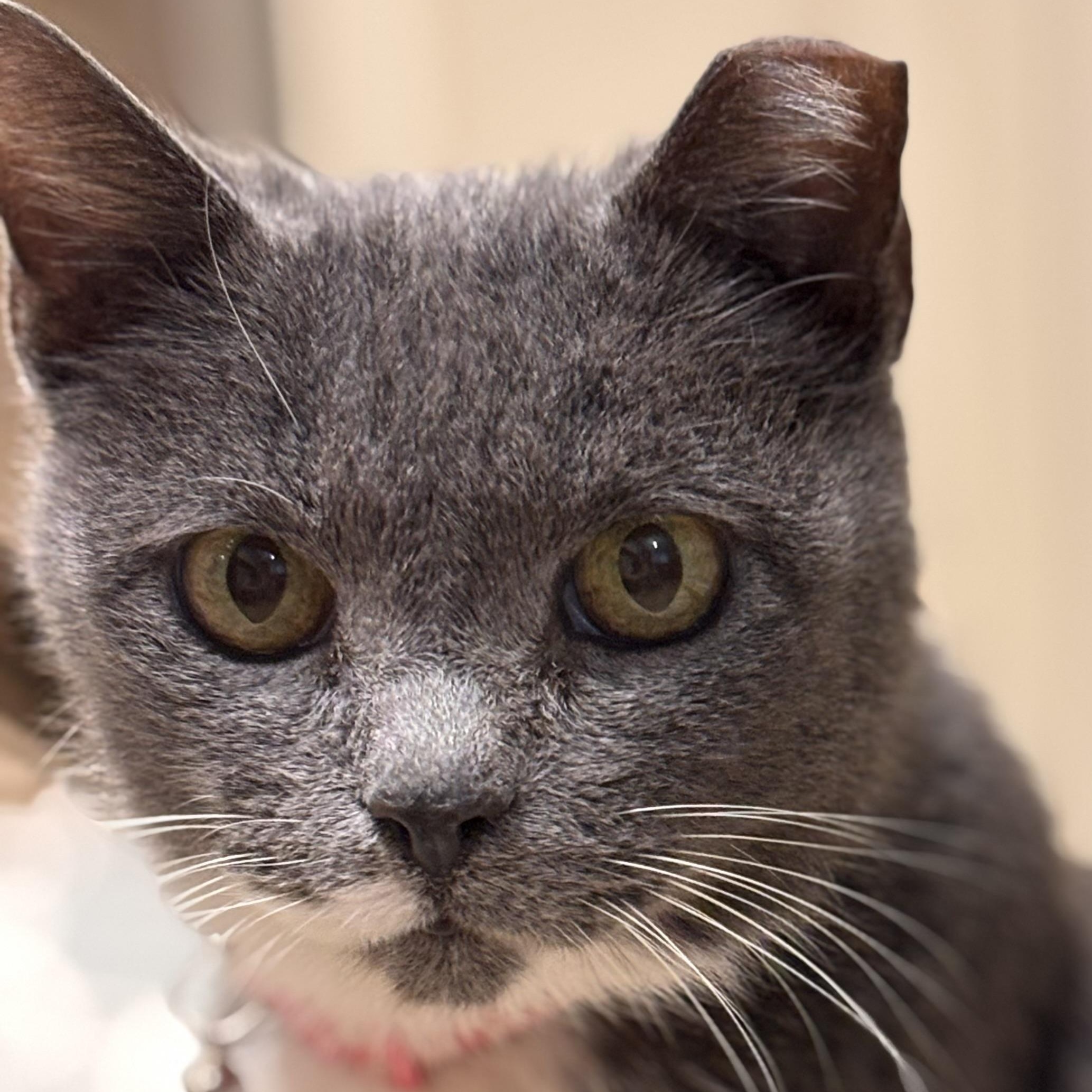 Enlarge Tess, a Adoptable Domestic Short Hair in Santa Ana, CA image 1/6