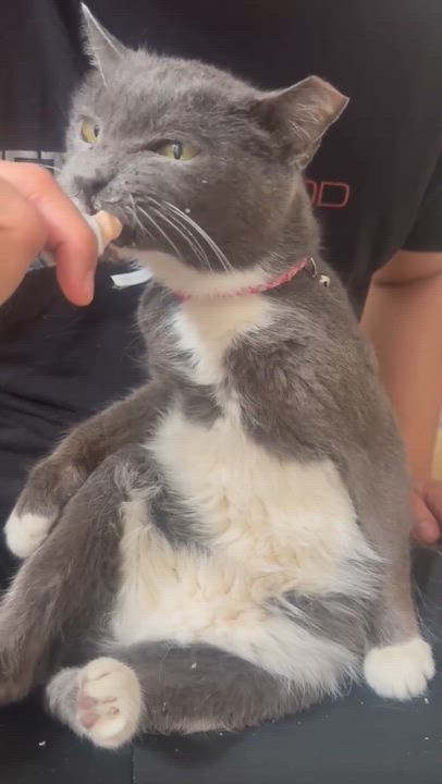 Enlarge Tess, a Adoptable Domestic Short Hair in Santa Ana, CA video 6/6