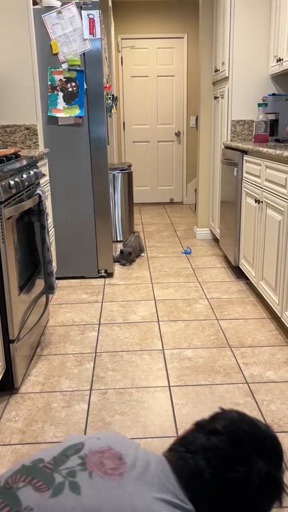 Enlarge Tess, a Adoptable Domestic Short Hair in Santa Ana, CA video 5/6