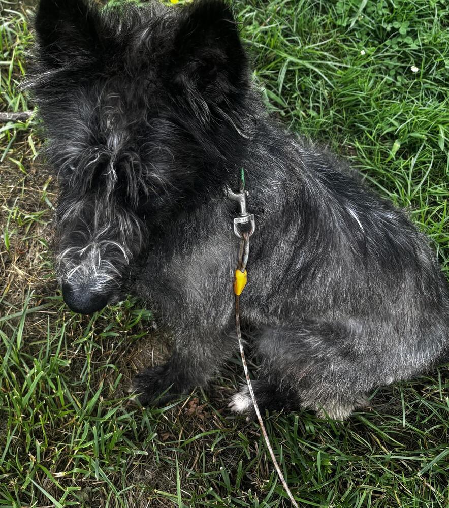 Enlarge Gojo, a Adoptable mixed breed in Chattanooga, TN image 1/4