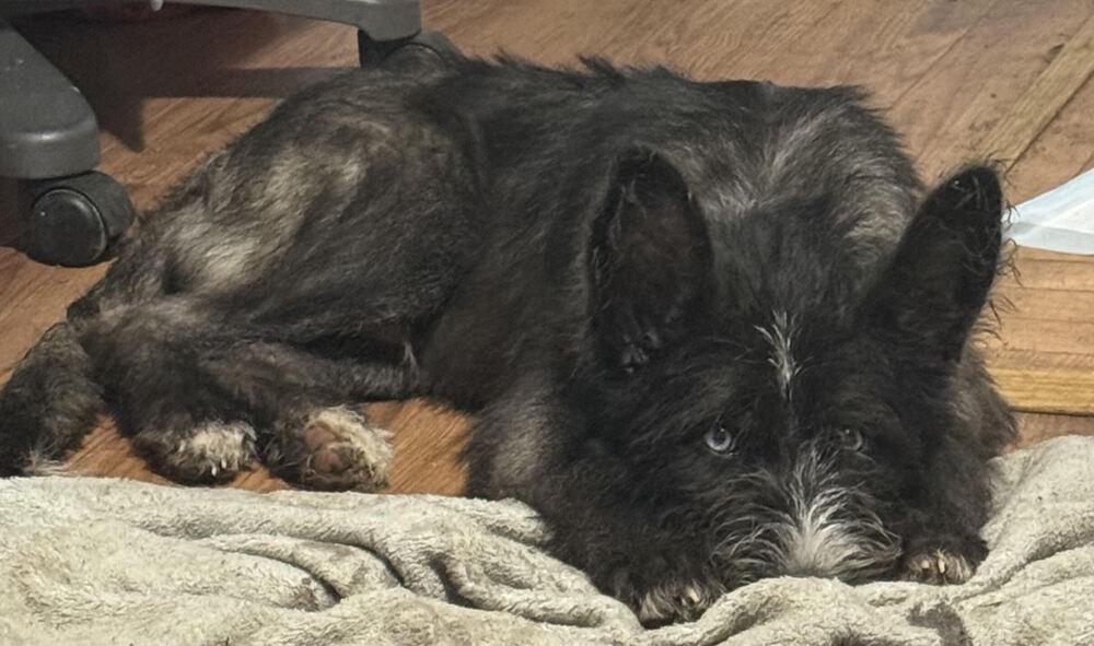 Enlarge Gojo, a Adoptable mixed breed in Chattanooga, TN image 2/4