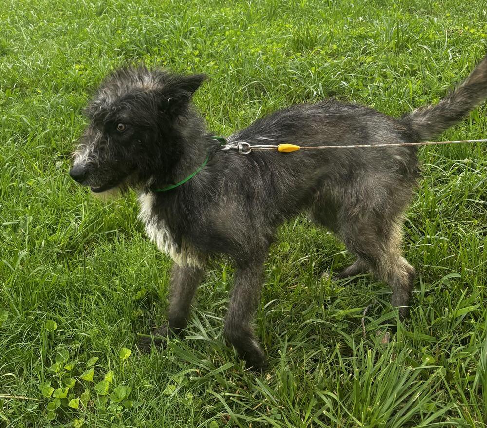 Gojo, Adoptable, Adult Male Husky & Australian Shepherd.