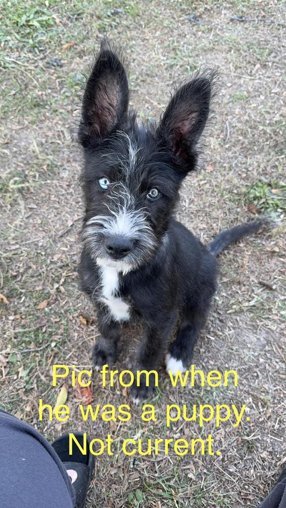 Enlarge Gojo, a Adoptable mixed breed in Chattanooga, TN image 4/4