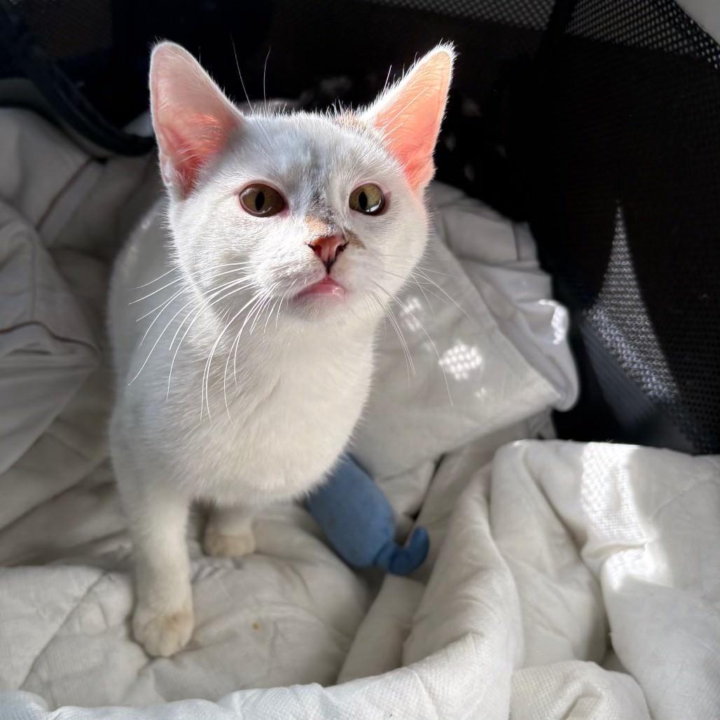 Pablo, an adopted American Shorthair in Hillsboro, OR image 3/3