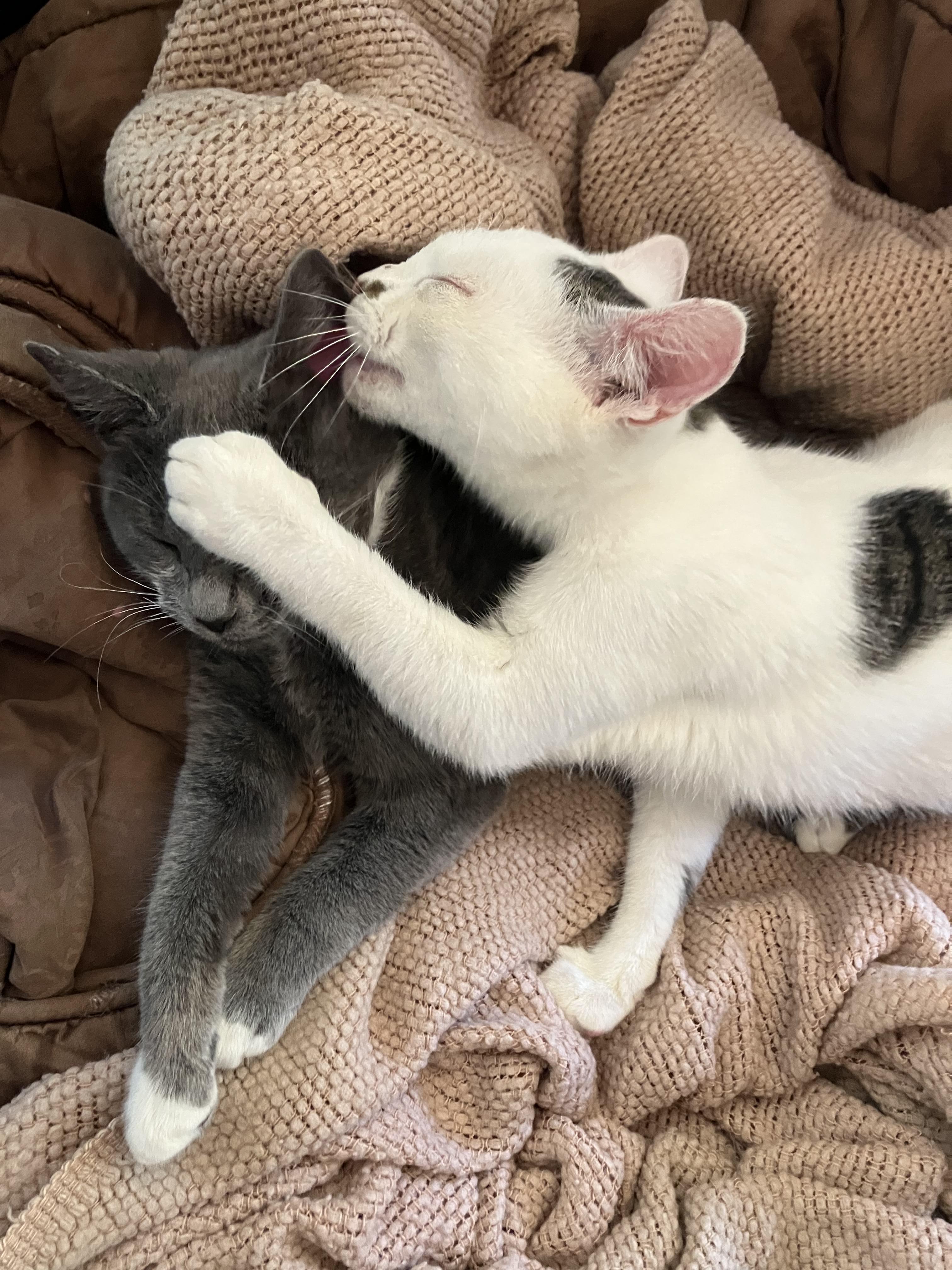 Pablo, an adopted American Shorthair in Hillsboro, OR image 2/3