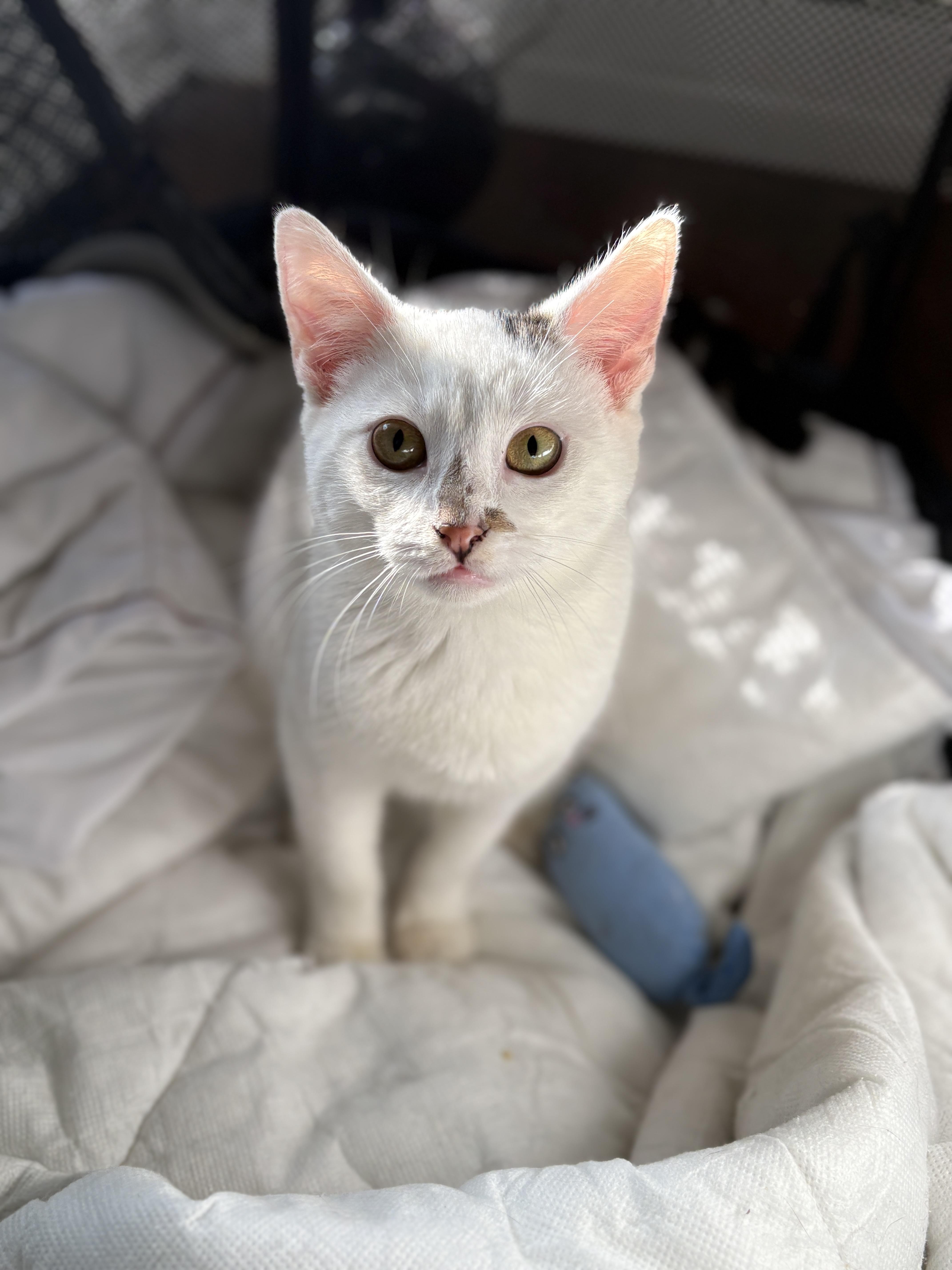 Pablo, an adopted American Shorthair in Hillsboro, OR image 1/3