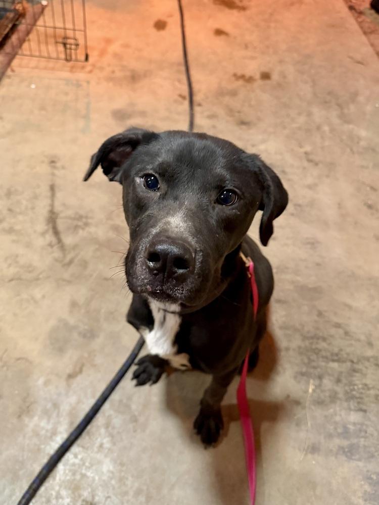 Daniel The Dashing thumbnail 3