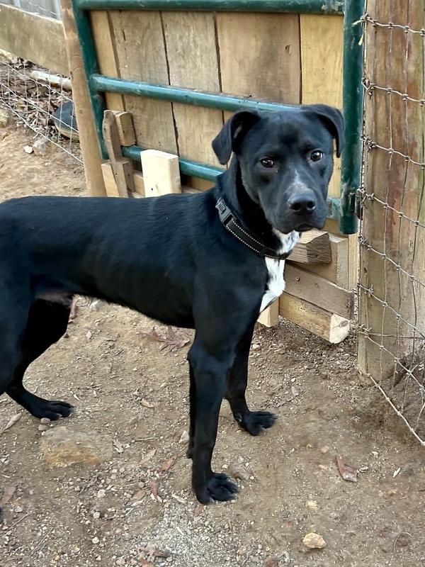 Daniel The Dashing thumbnail 4