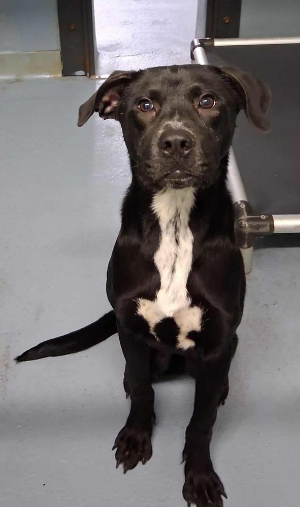 Daniel The Dashing thumbnail 5