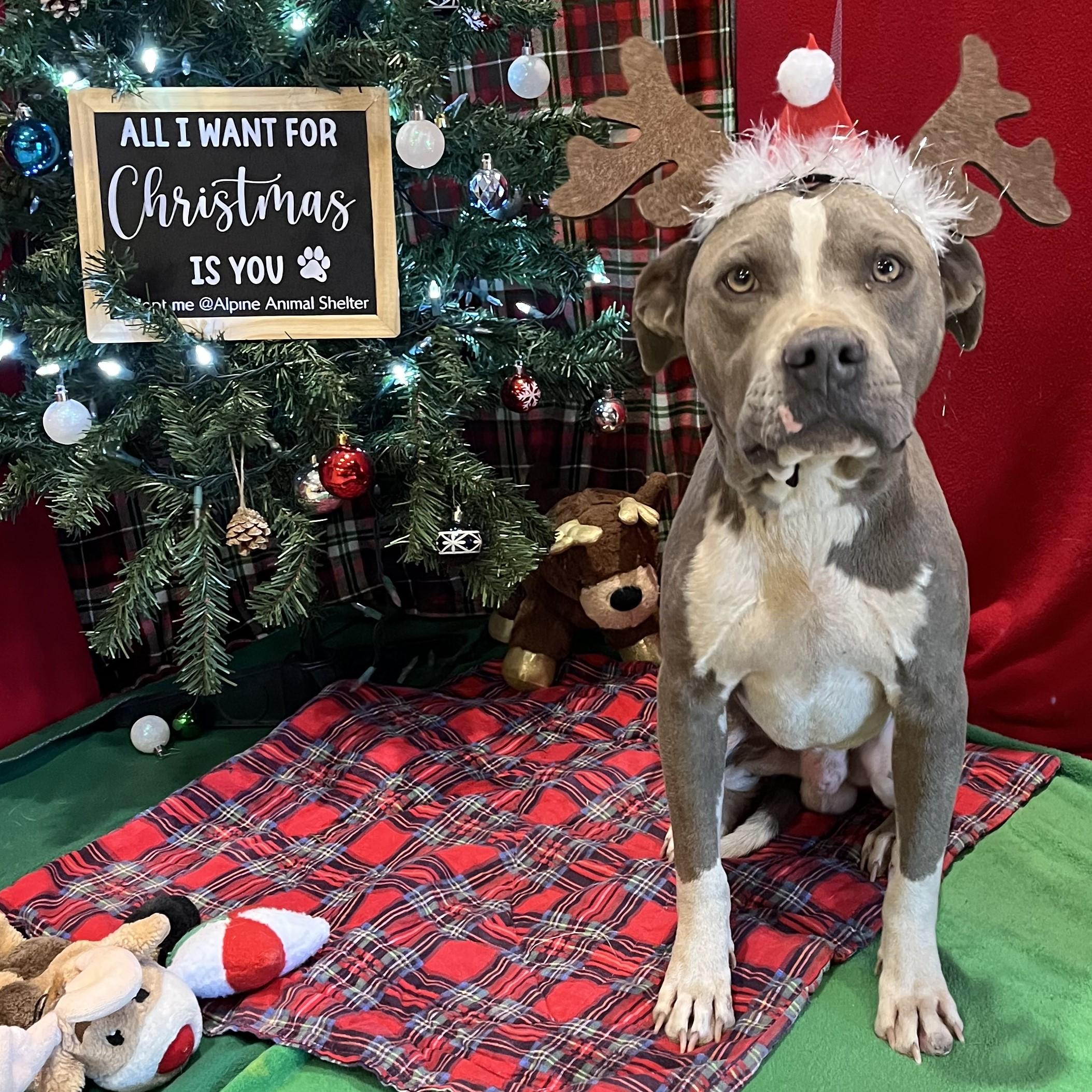 Enlarge Dandy, a ADOPTABLE mixed breed in ALPINE, TX image 1/6