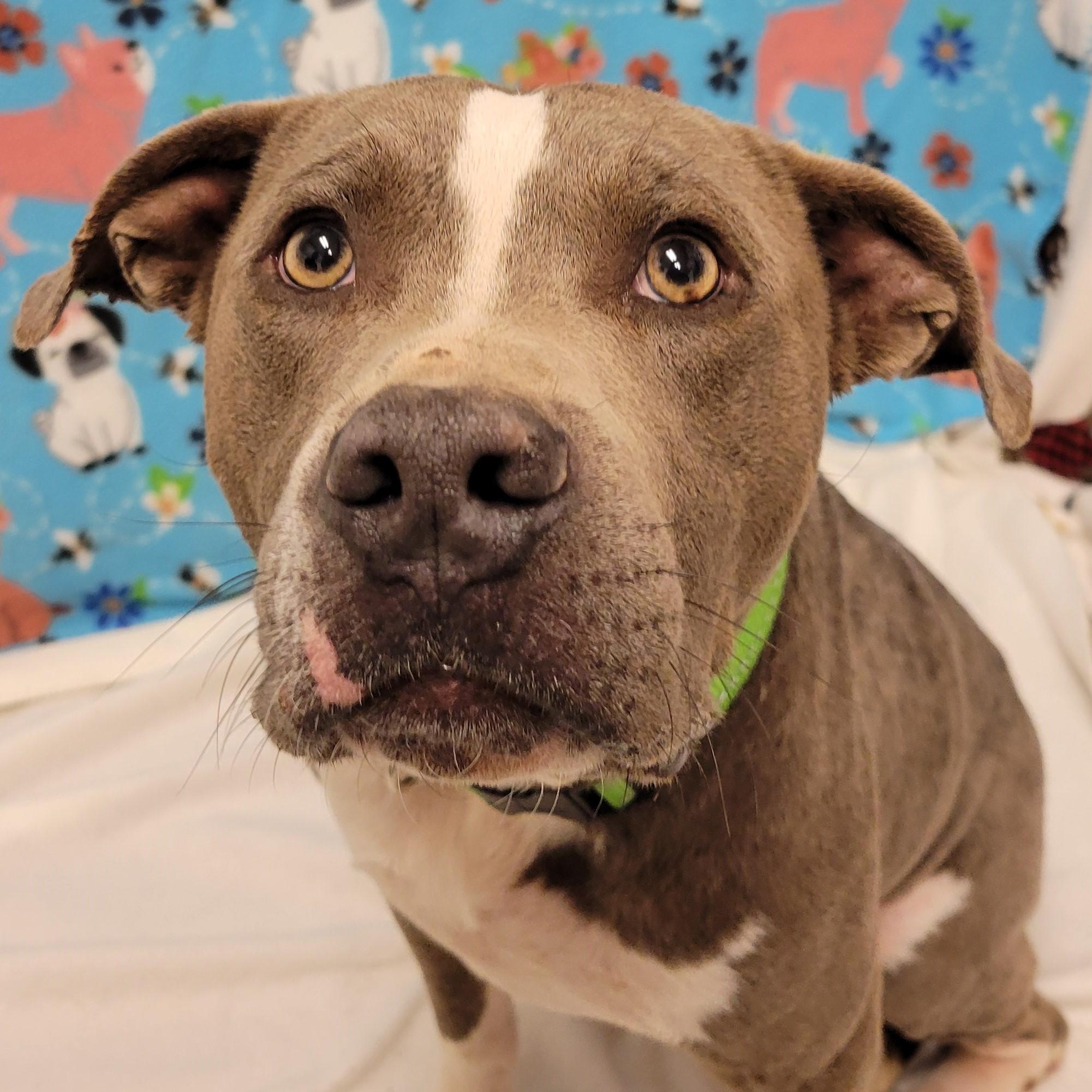 Enlarge Dandy, a ADOPTABLE mixed breed in ALPINE, TX image 2/6