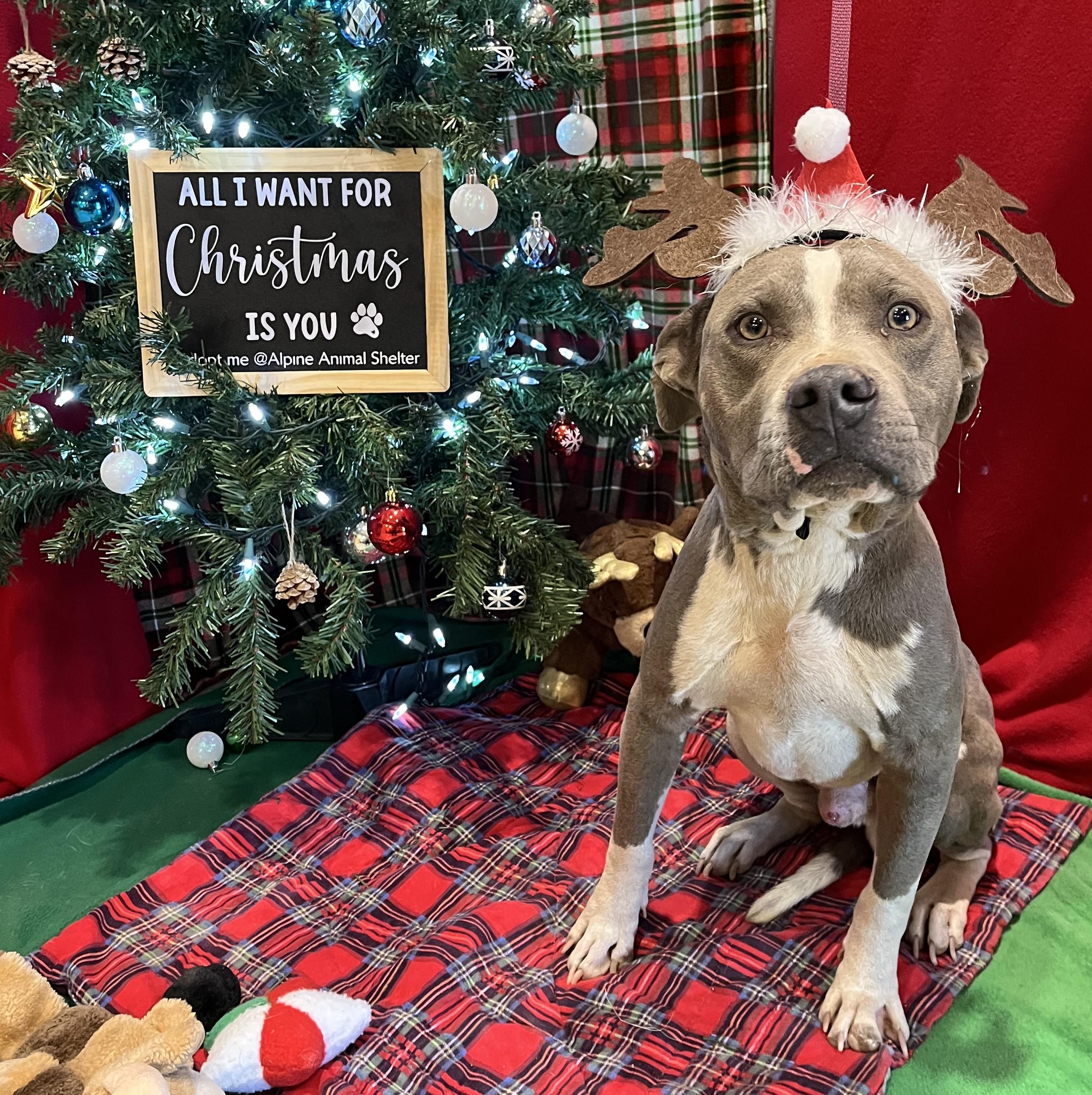 Enlarge Dandy, a ADOPTABLE mixed breed in ALPINE, TX image 3/6