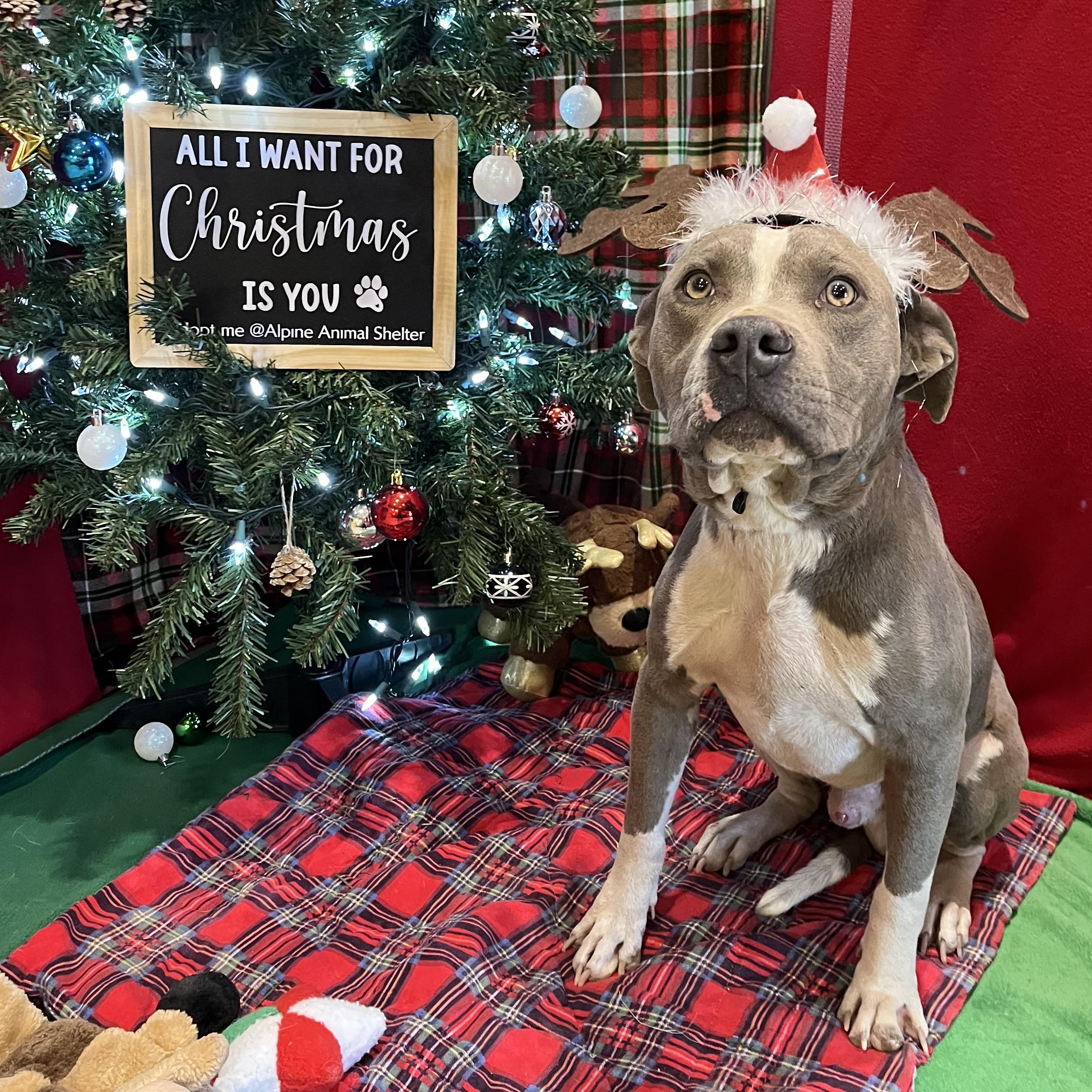 Enlarge Dandy, a ADOPTABLE mixed breed in ALPINE, TX image 4/6