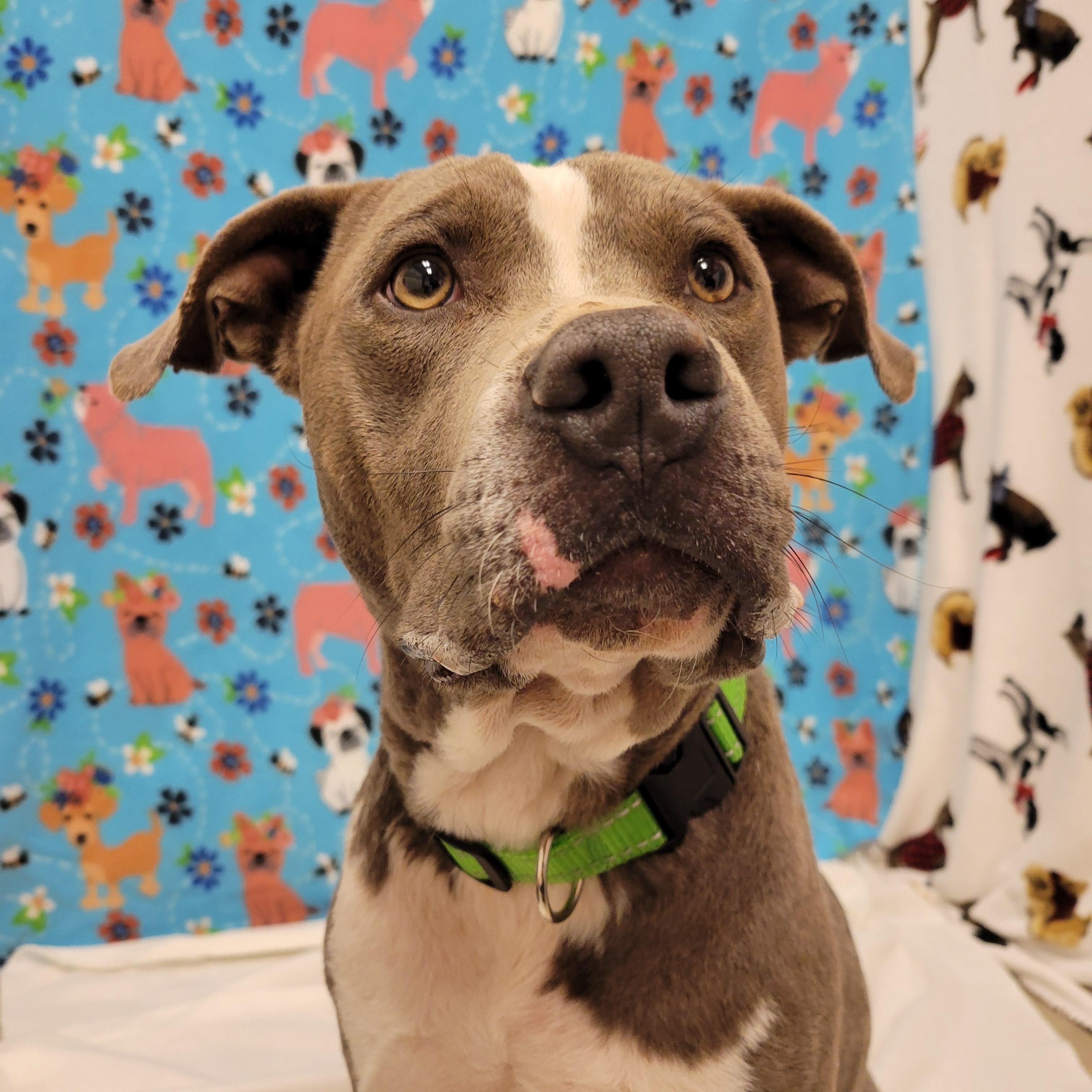 Enlarge Dandy, a ADOPTABLE mixed breed in ALPINE, TX image 5/6