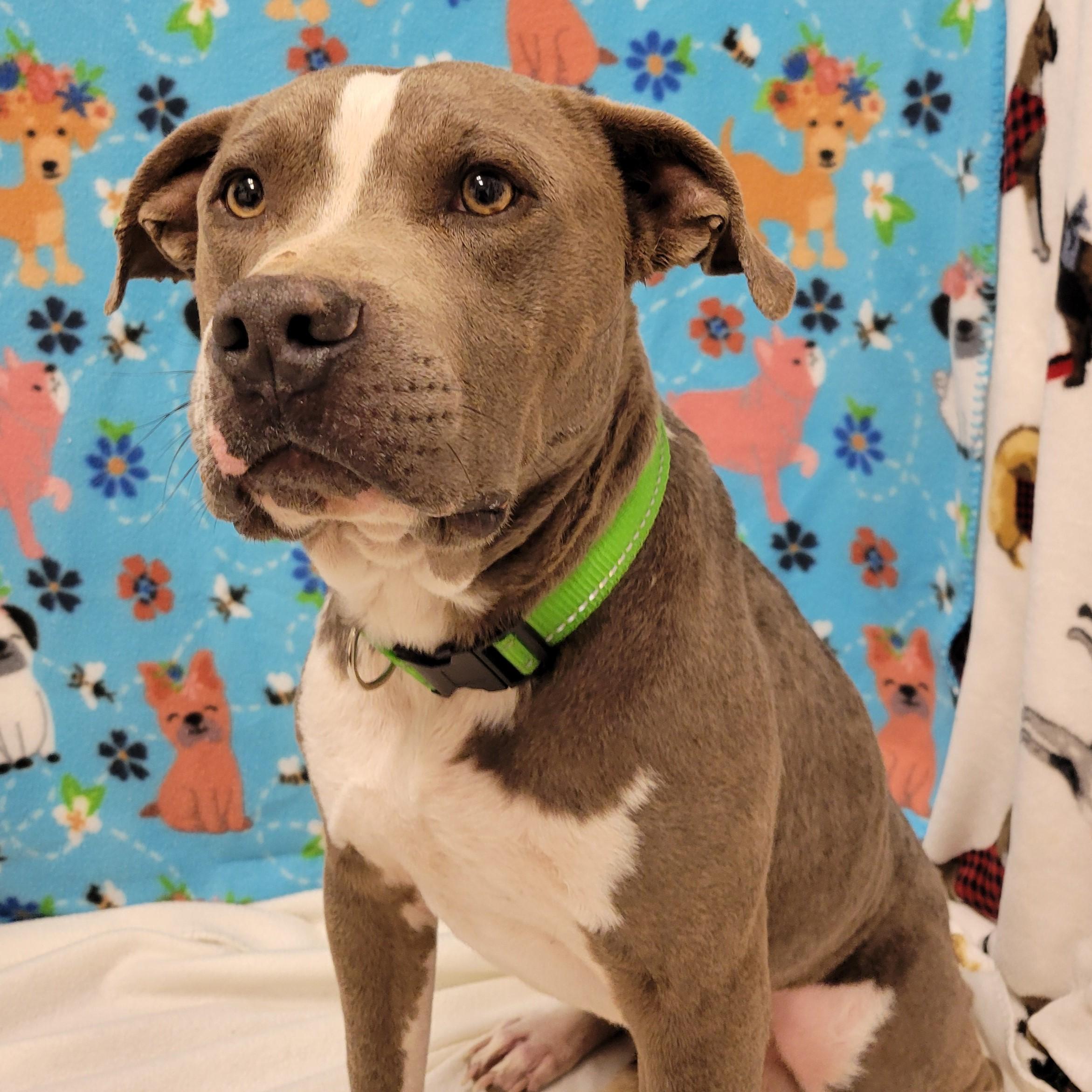 Enlarge Dandy, a ADOPTABLE mixed breed in ALPINE, TX image 6/6