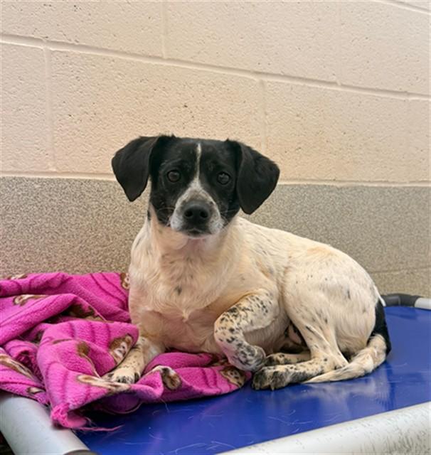 BOOTSY, Adoptable, Adult Female Beagle & Mixed Breed.