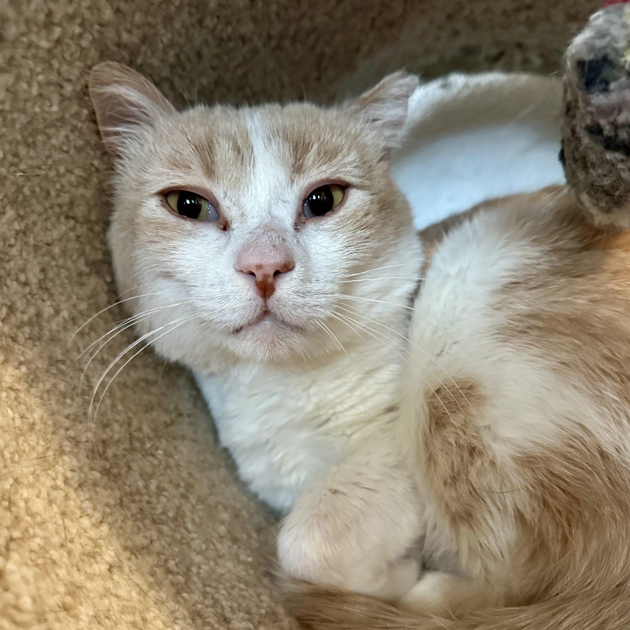 Chonka Truck, Adoptable, Adult Male Domestic Short Hair.