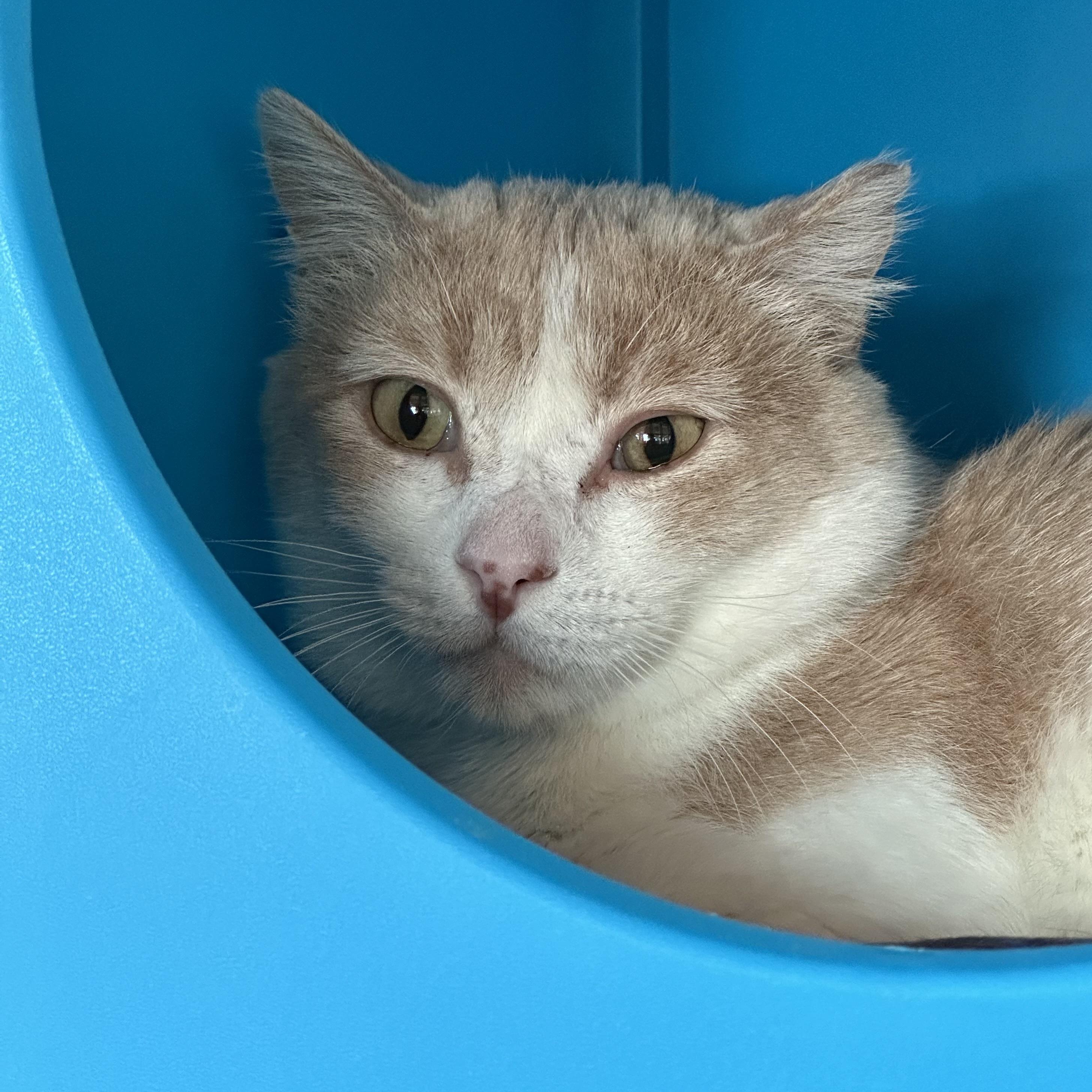 Chonka Truck, Young Male Domestic Short Hair