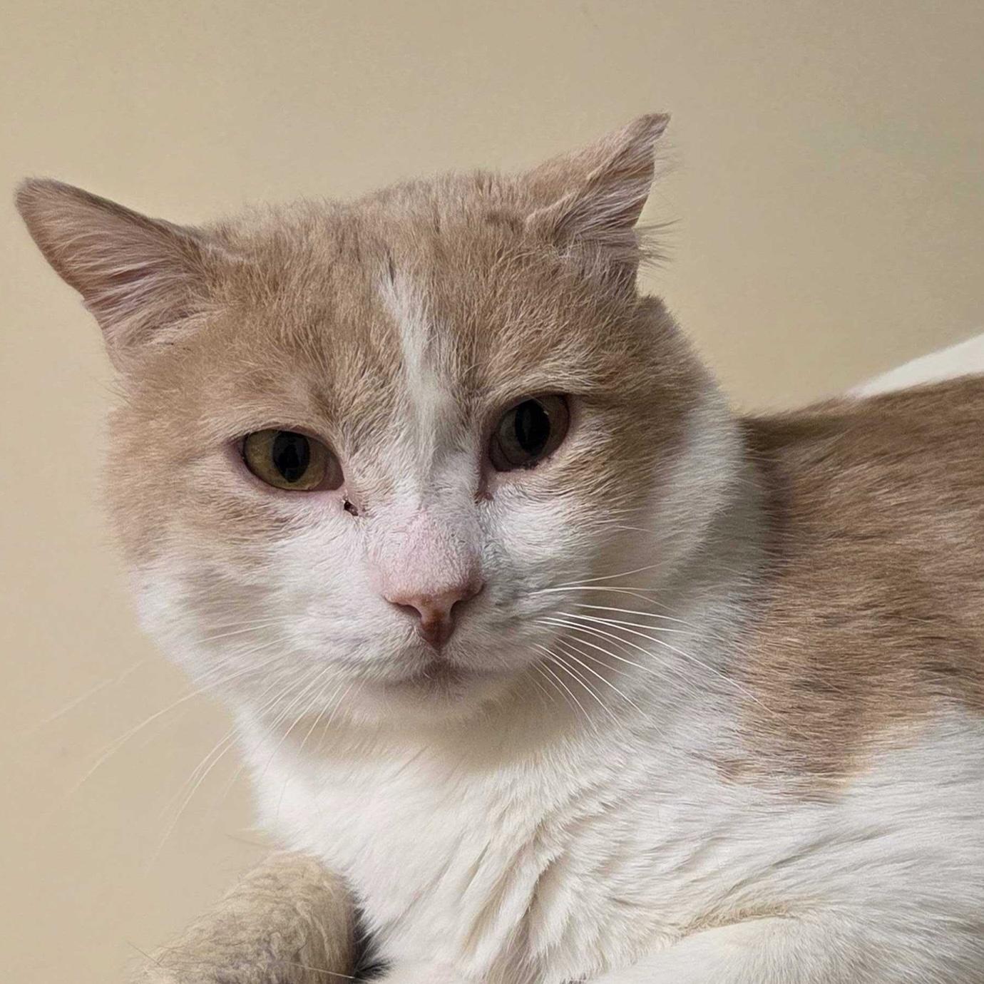 Enlarge Chonka Truck, a Adoptable mixed breed in Santa Fe, NM image 1/6