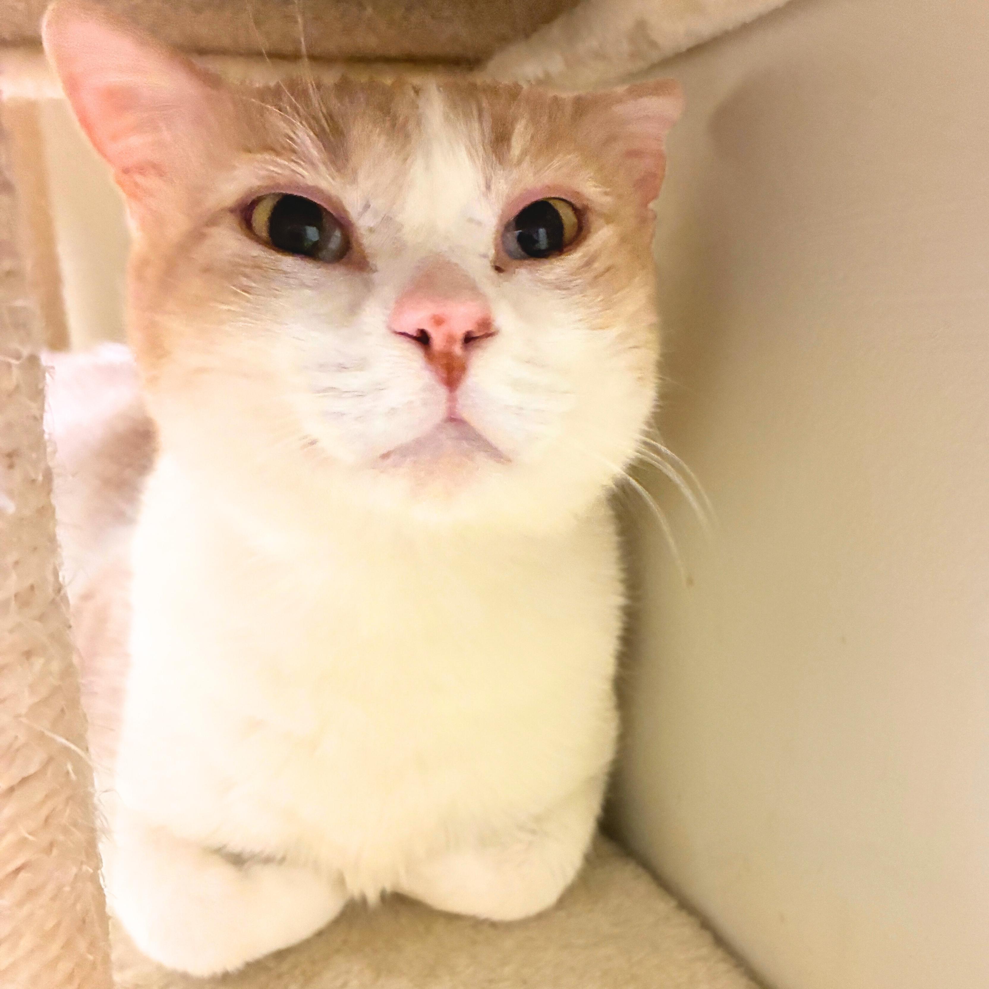 Chonka Truck, Adoptable, Adult Male Domestic Short Hair.