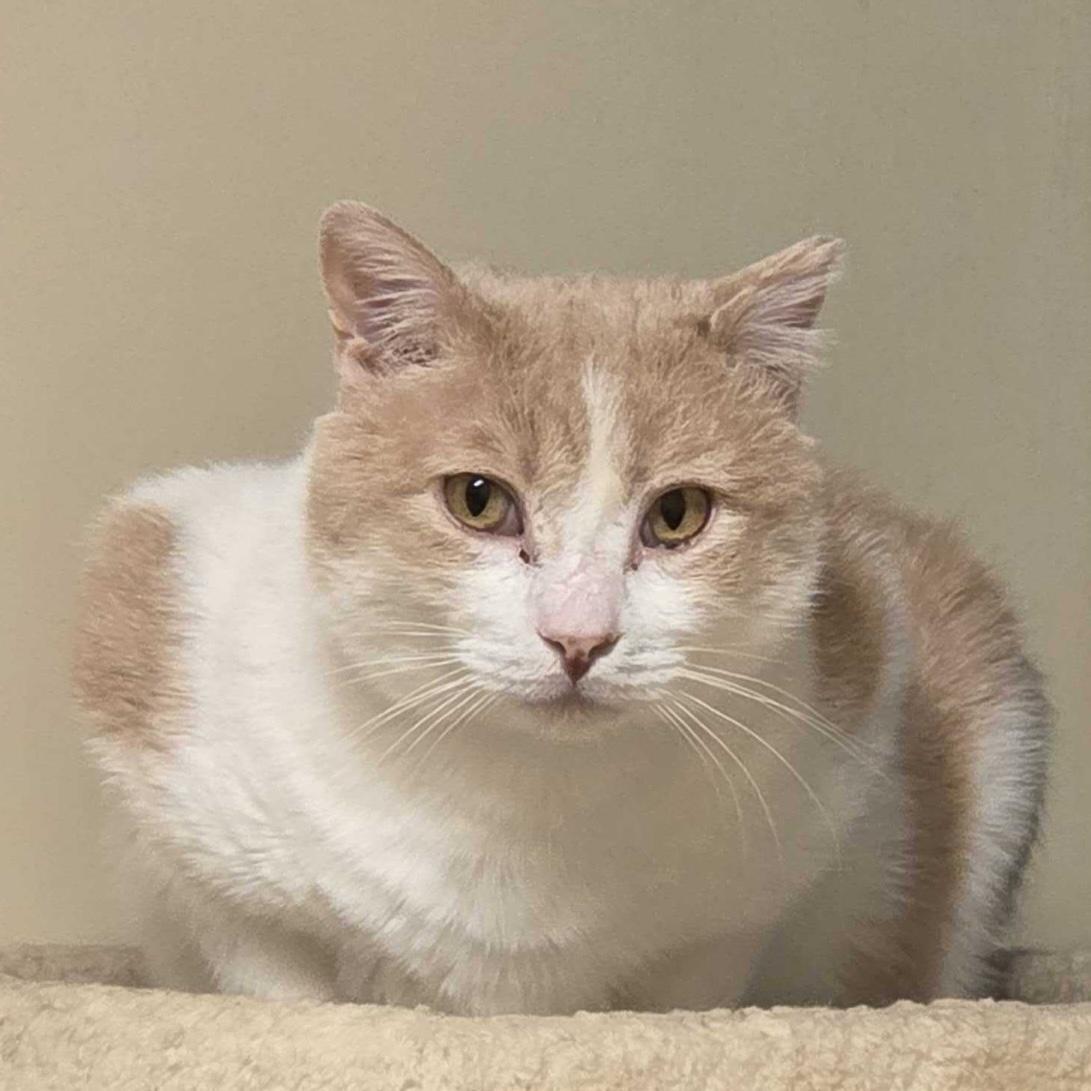 Enlarge Chonka Truck, a Adoptable mixed breed in Santa Fe, NM image 2/6