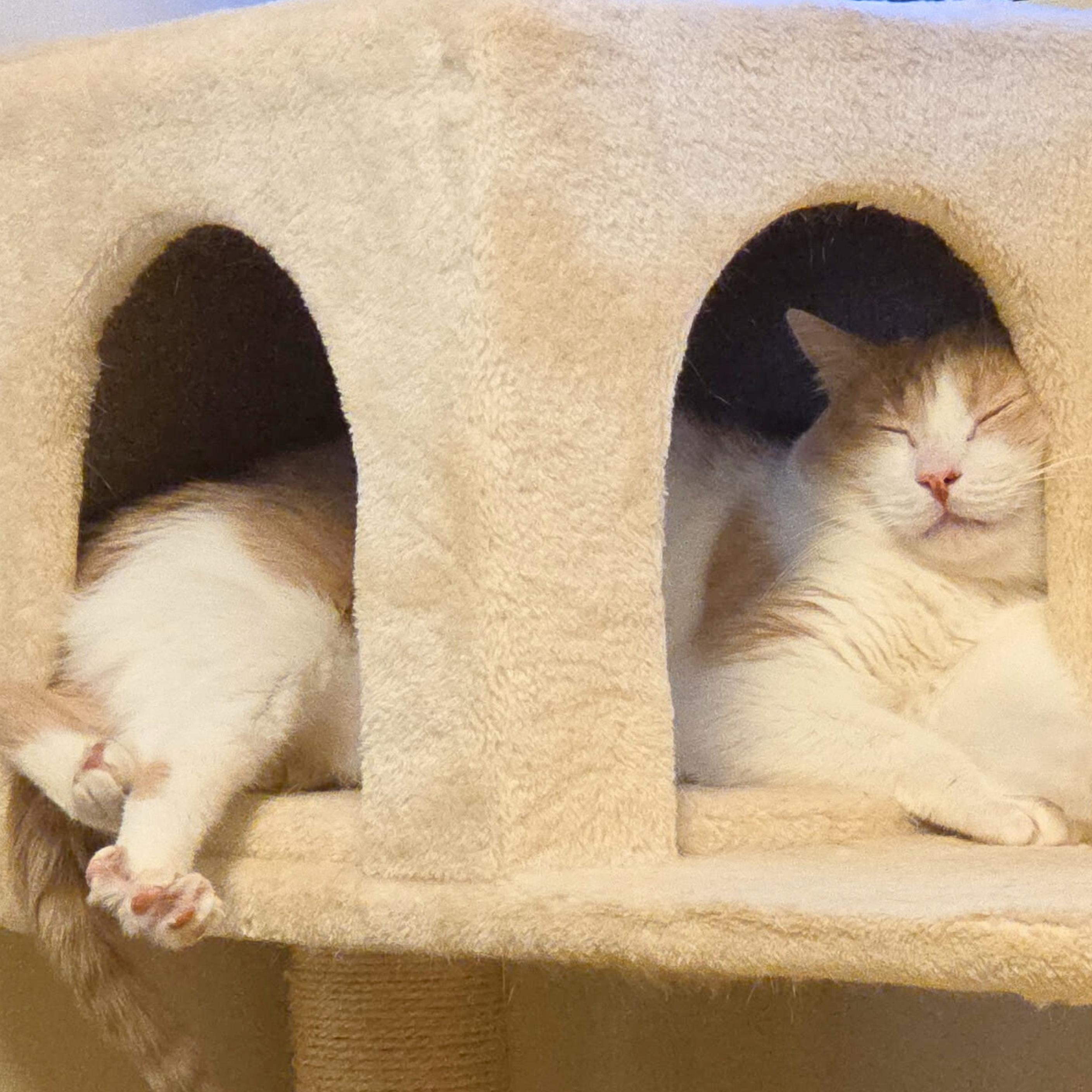 Enlarge Chonka Truck, a Adoptable mixed breed in Santa Fe, NM image 6/6