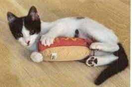 Storie, Adoptable, Kitten Female Domestic Short Hair.