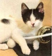 Enlarge Storie, a Adoptable Domestic Short Hair in Anoka, MN image 2/2