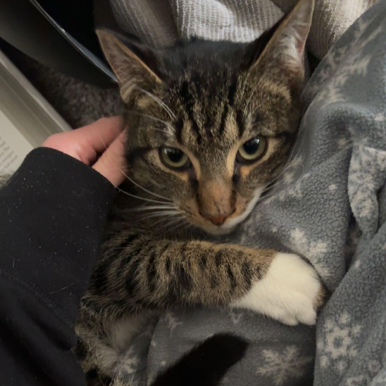 Enlarge Carnitas, a ADOPTABLE Domestic Short Hair in Syracuse, NY image 2/5