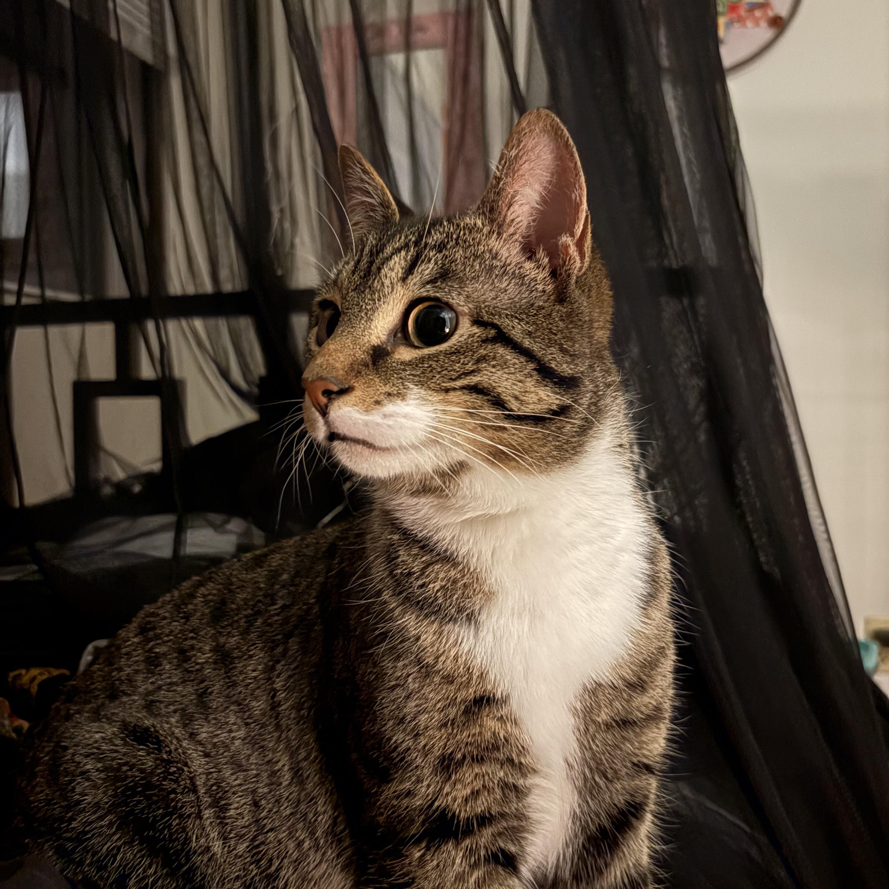 Enlarge Carnitas, a ADOPTABLE Domestic Short Hair in Syracuse, NY image 4/5