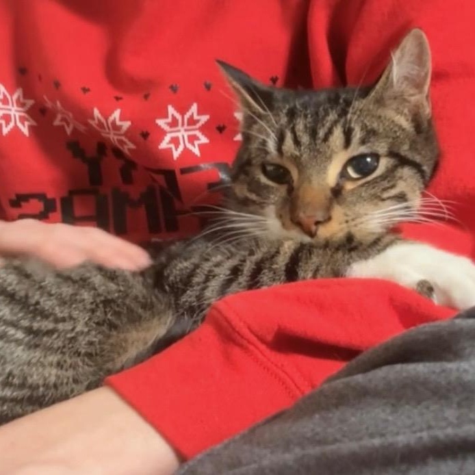 Enlarge Carnitas, a ADOPTABLE Domestic Short Hair in Syracuse, NY image 3/5