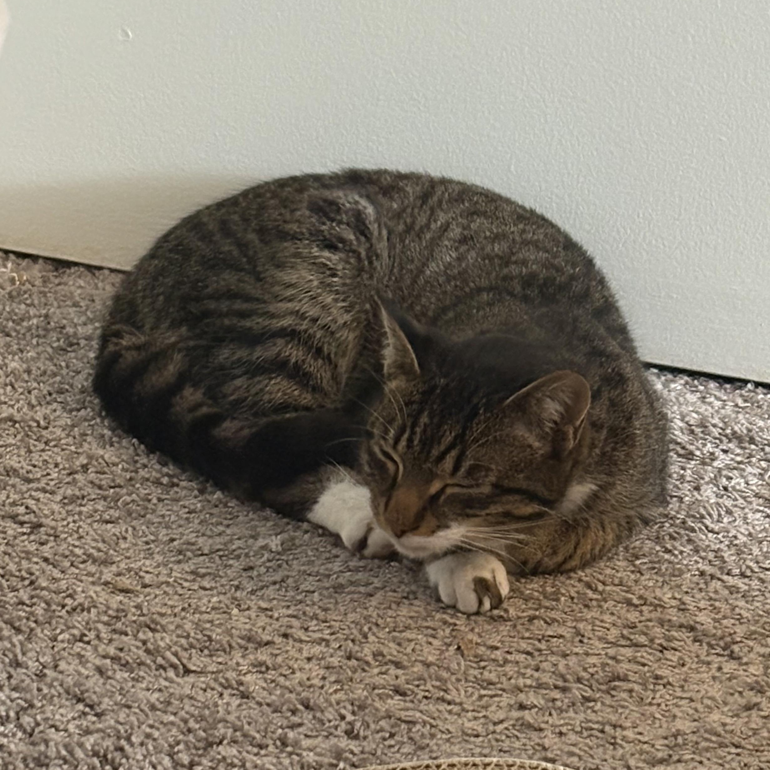 Enlarge Carnitas, a ADOPTABLE Domestic Short Hair in Syracuse, NY image 5/5