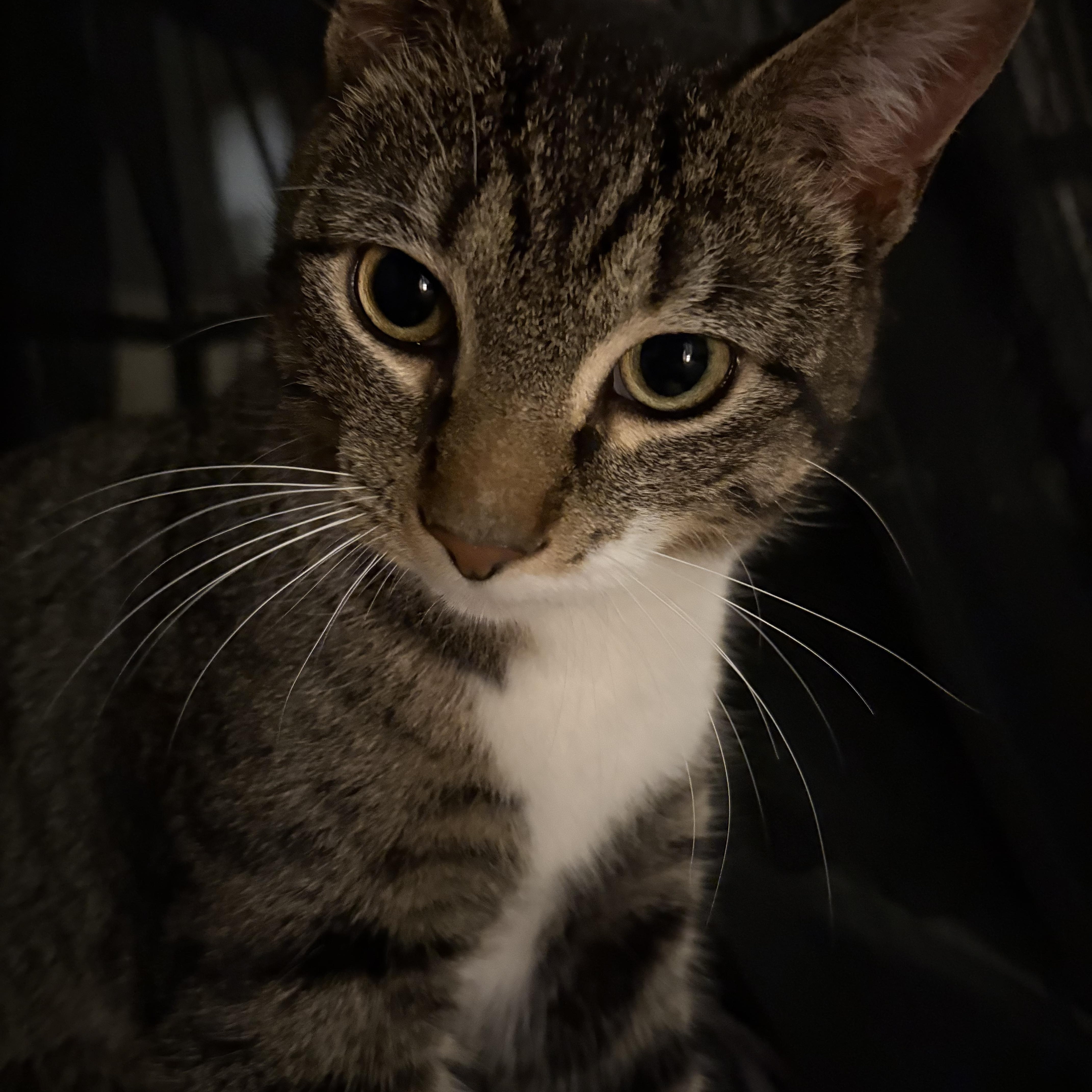 Enlarge Carnitas, a ADOPTABLE Domestic Short Hair in Syracuse, NY image 1/5