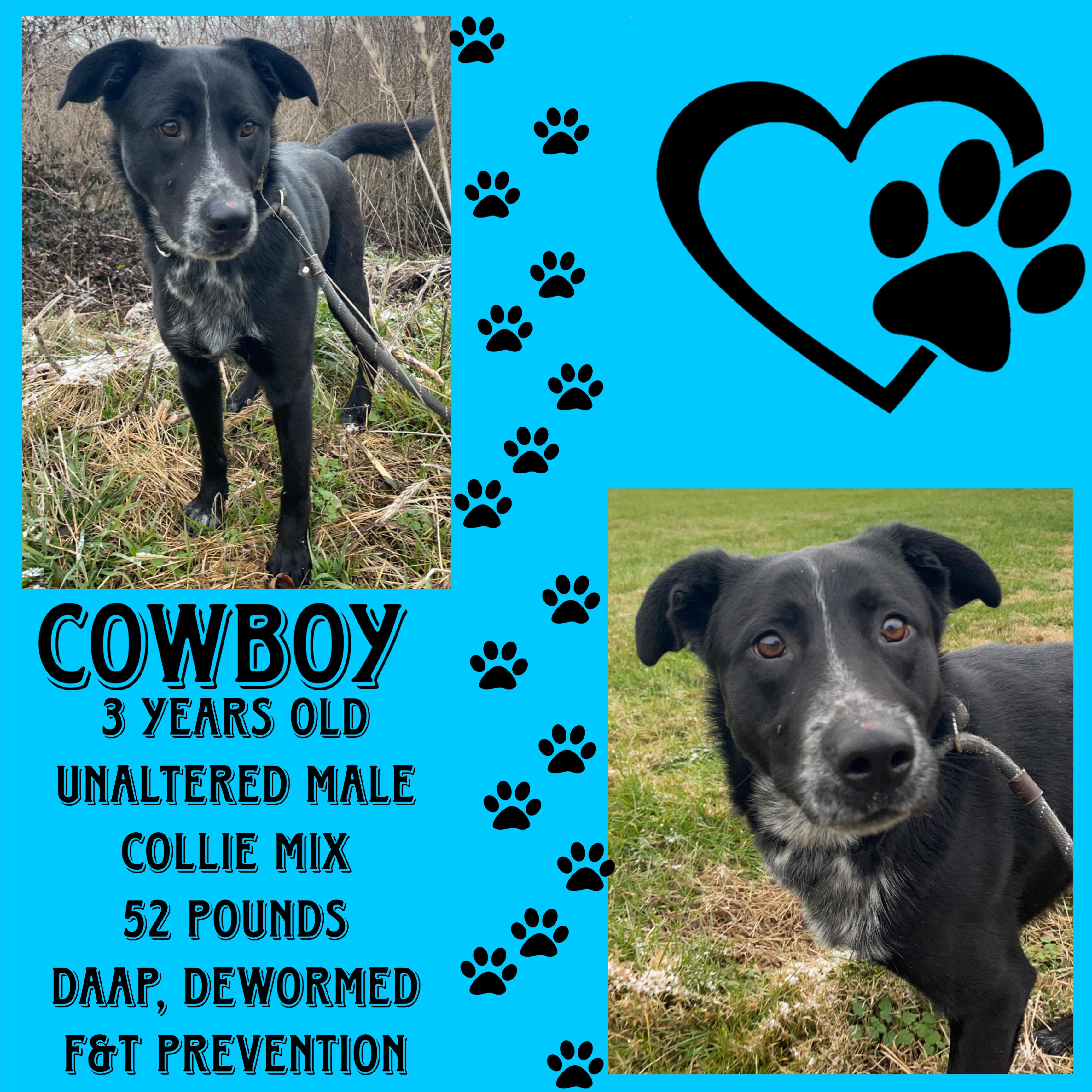 Enlarge Cowboy, a ADOPTABLE mixed breed in Cynthiana, KY image 1/1