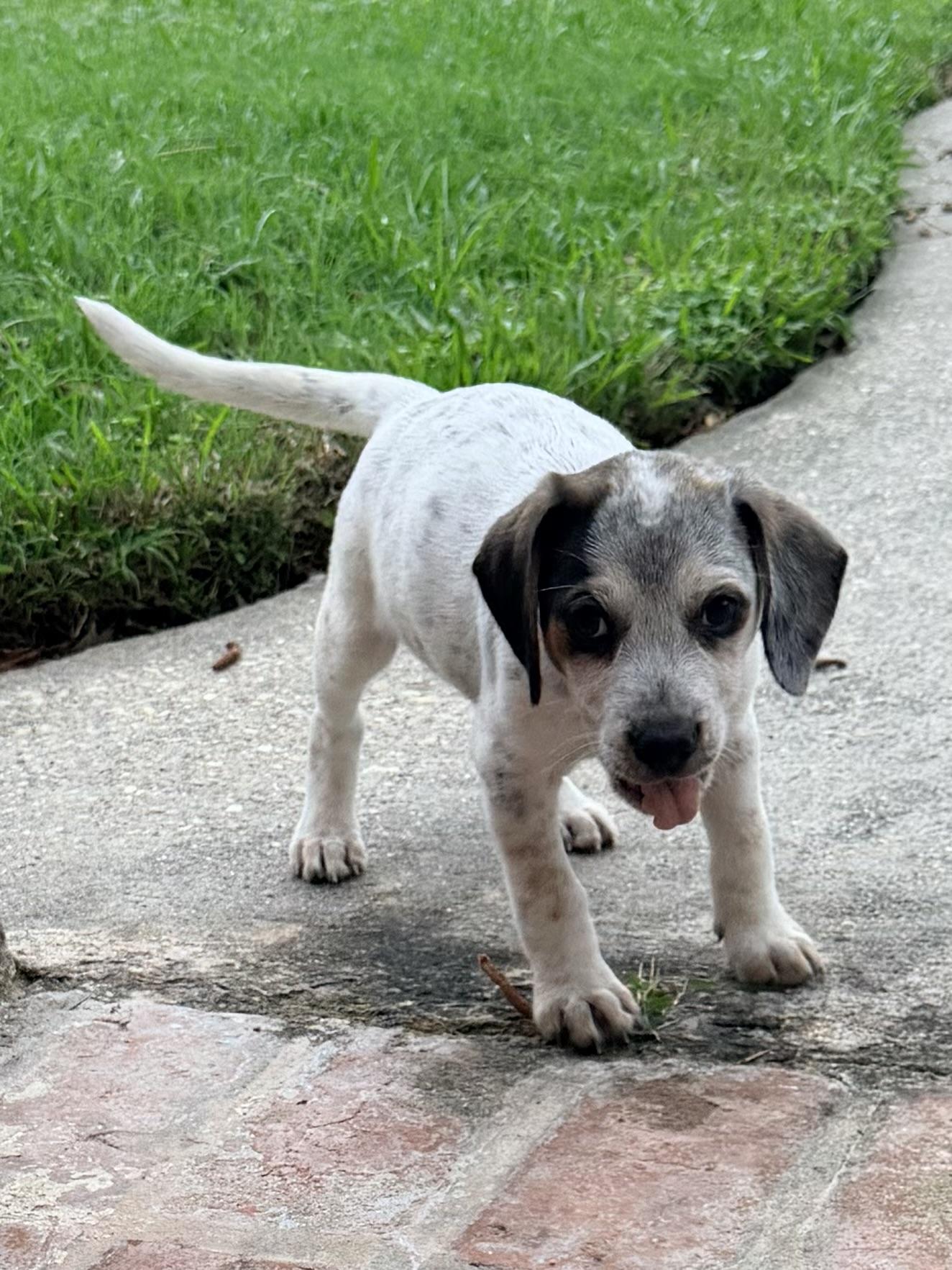 Enlarge Hudson, a ADOPTABLE mixed breed in Baker, LA image 5/5